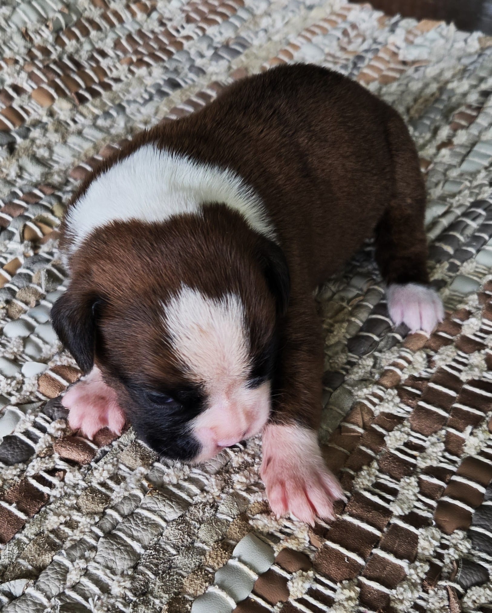 Hans - Pending – Boxer puppy for sale in Jacksonville, FL
