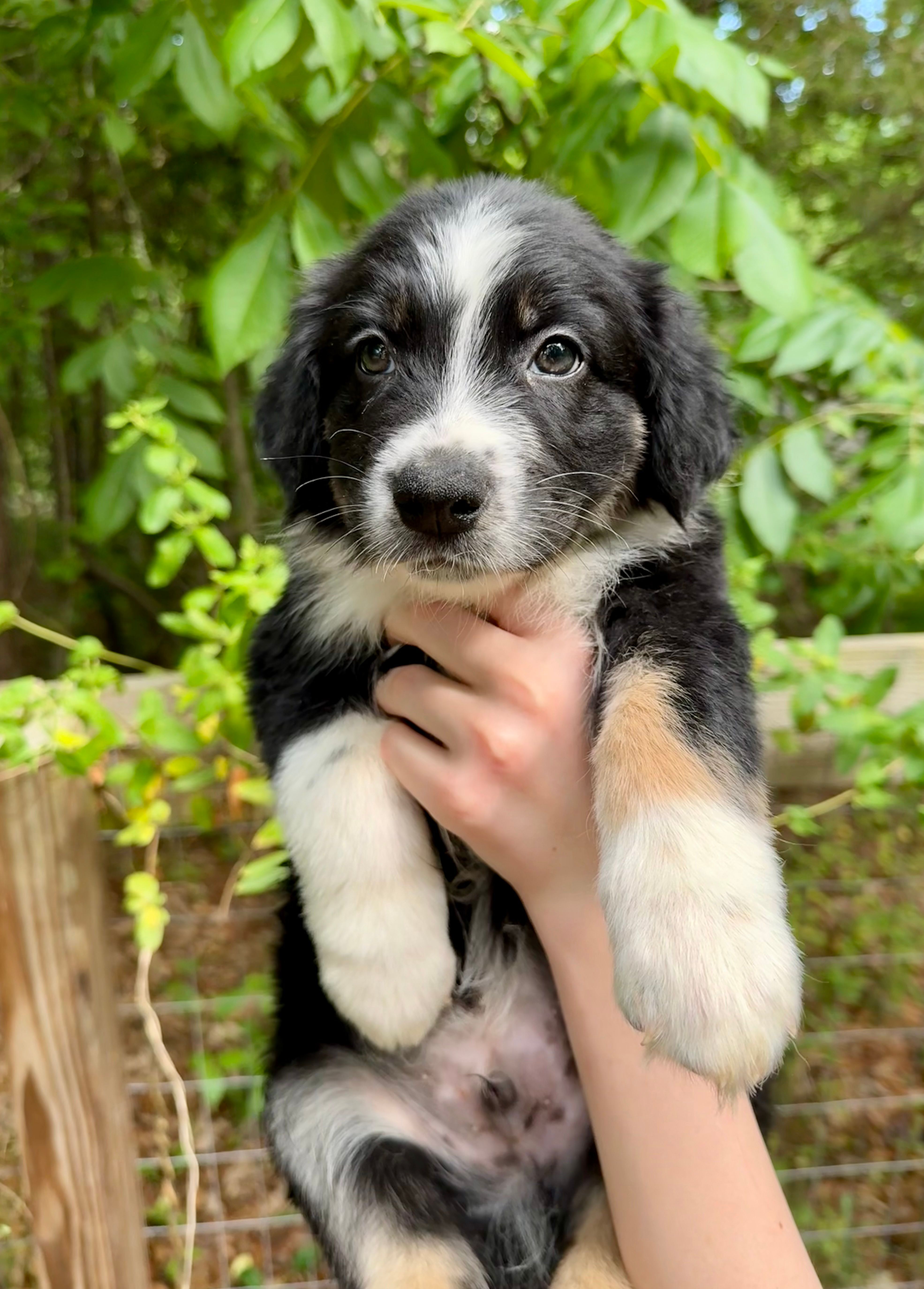 Goliath  – Australian Shepherd, Border Collie puppy for sale in Dawsonville, GA