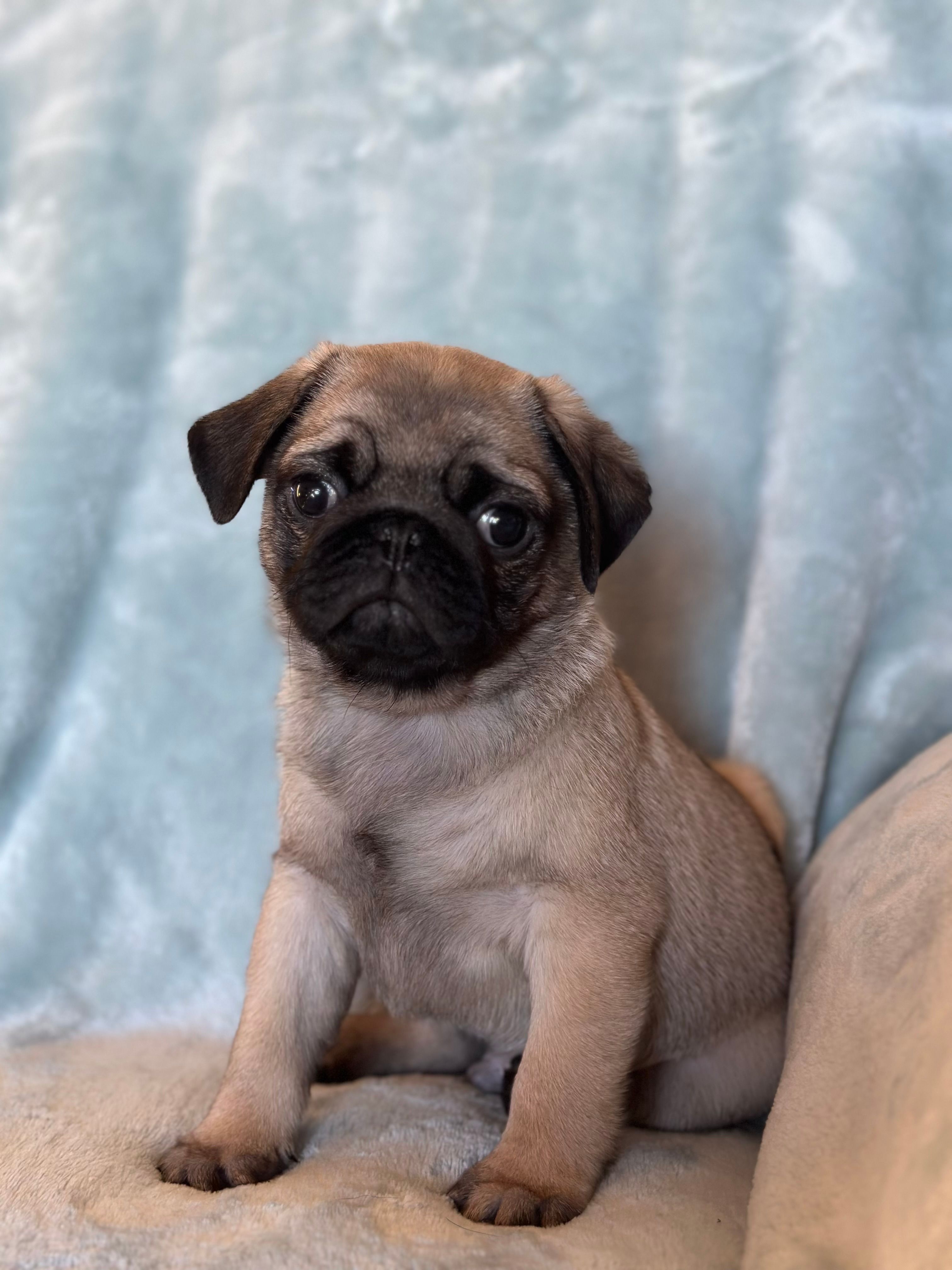 Dylan – Pug puppy for sale in Brodhead, WI
