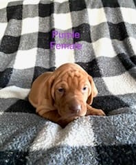 Purple Girl – Vizsla puppy for sale in Vale, OR