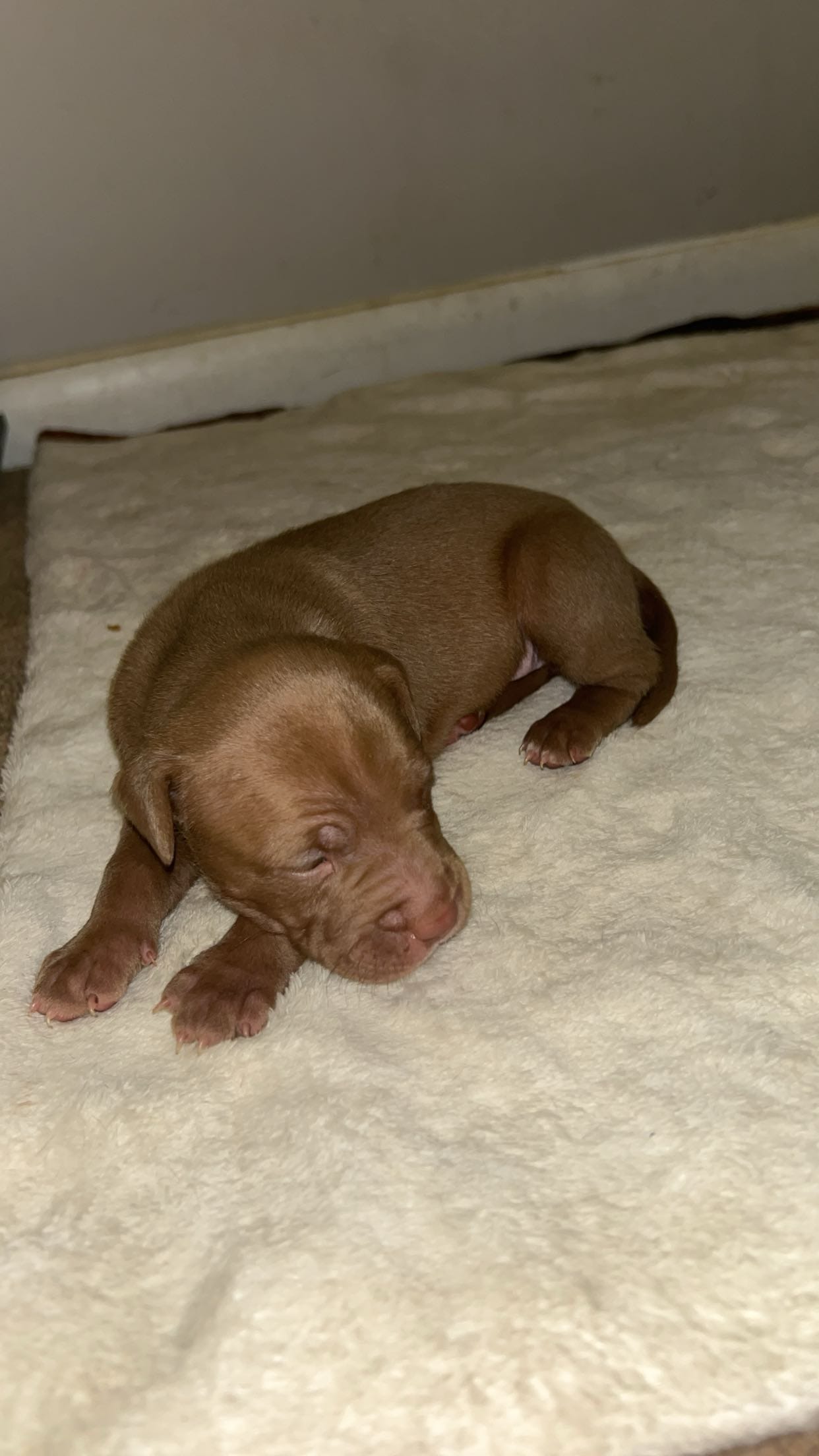 G – American Pit Bull Terrier puppy for sale in Baltimore, MD