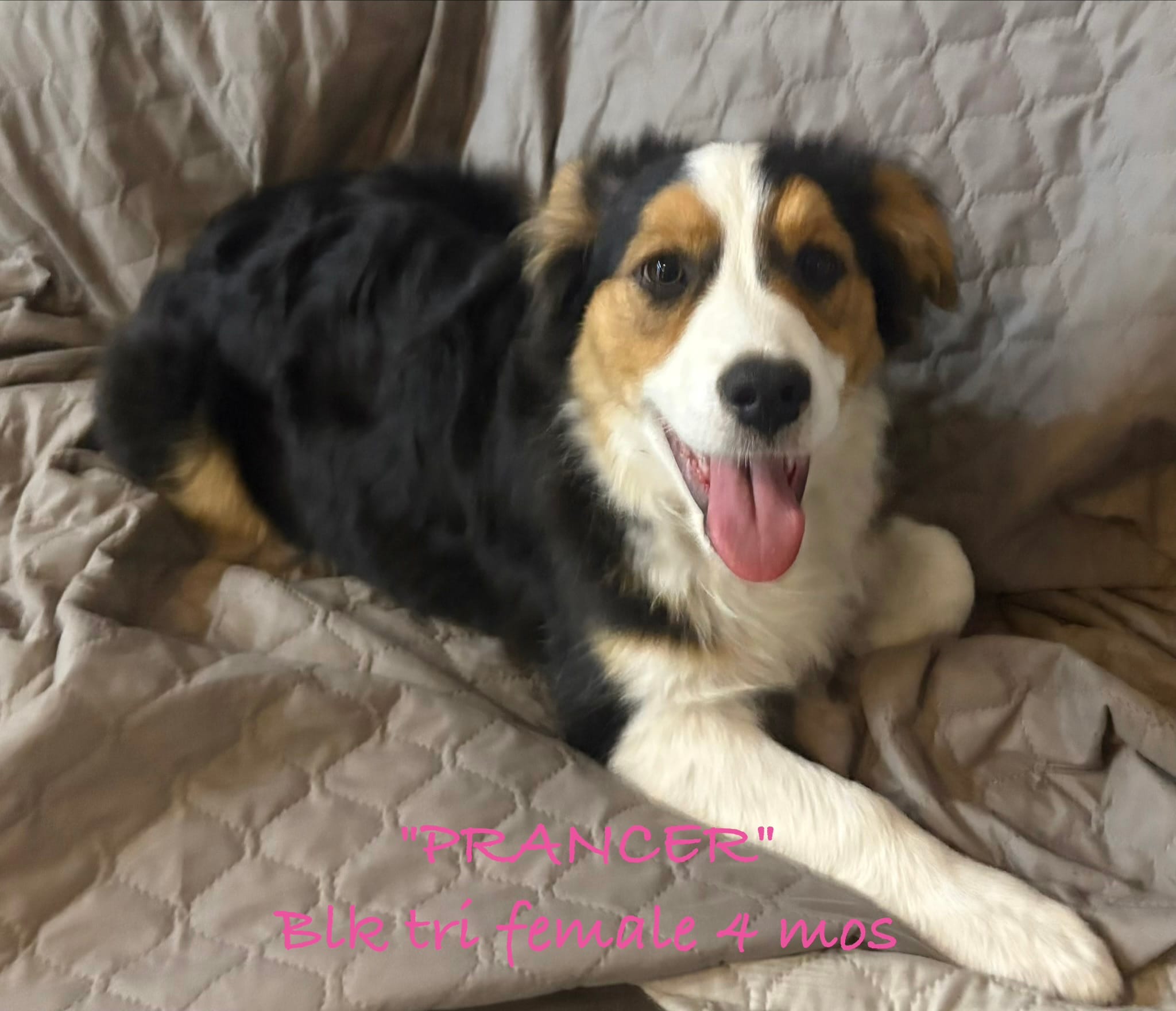 Prancer – Australian Shepherd puppy for sale in Sanford, FL