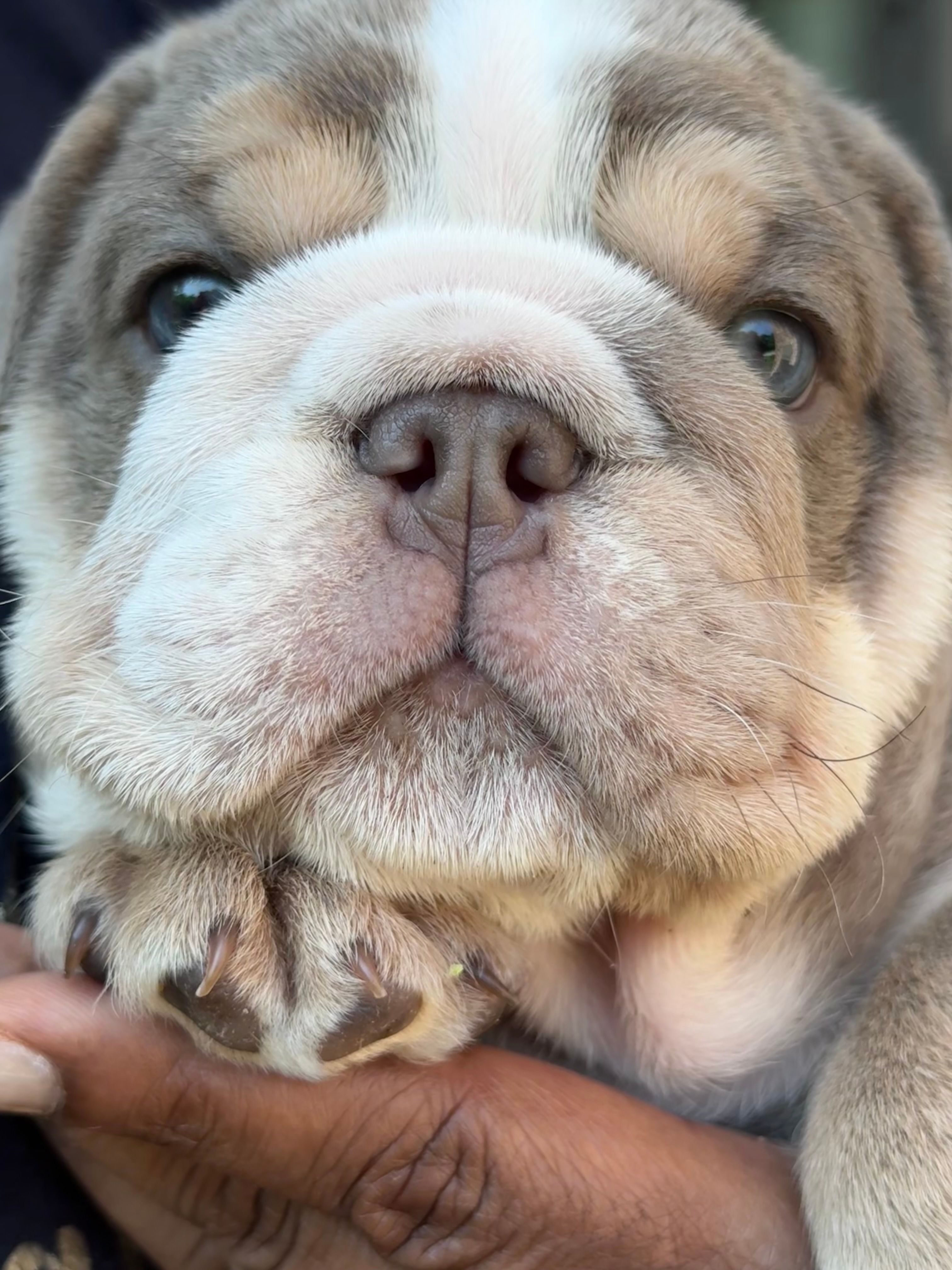 Ash – English Bulldog puppy for sale in Conyers, GA