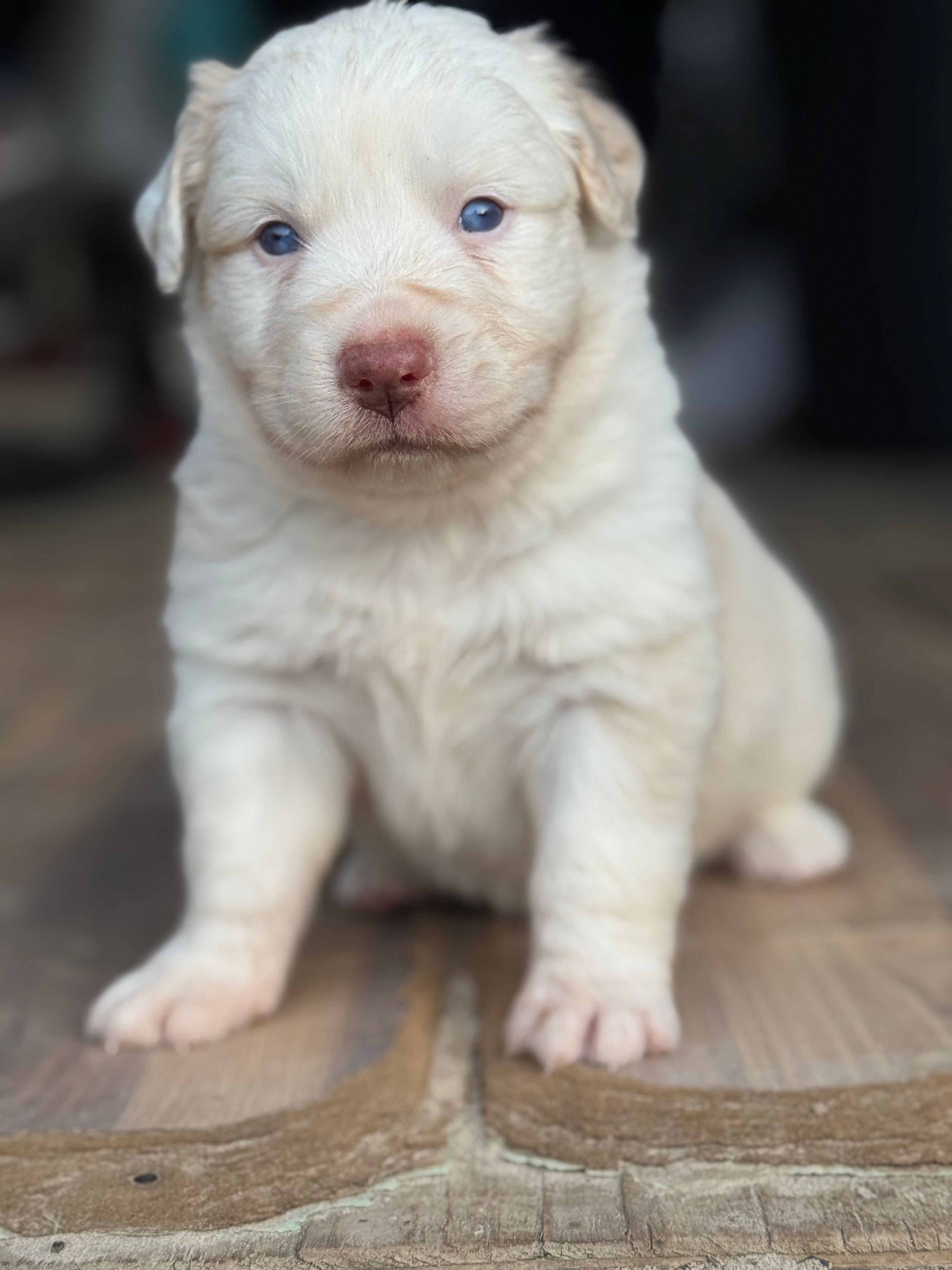 Miles – Australian Shepherd puppy for sale in Fork, SC