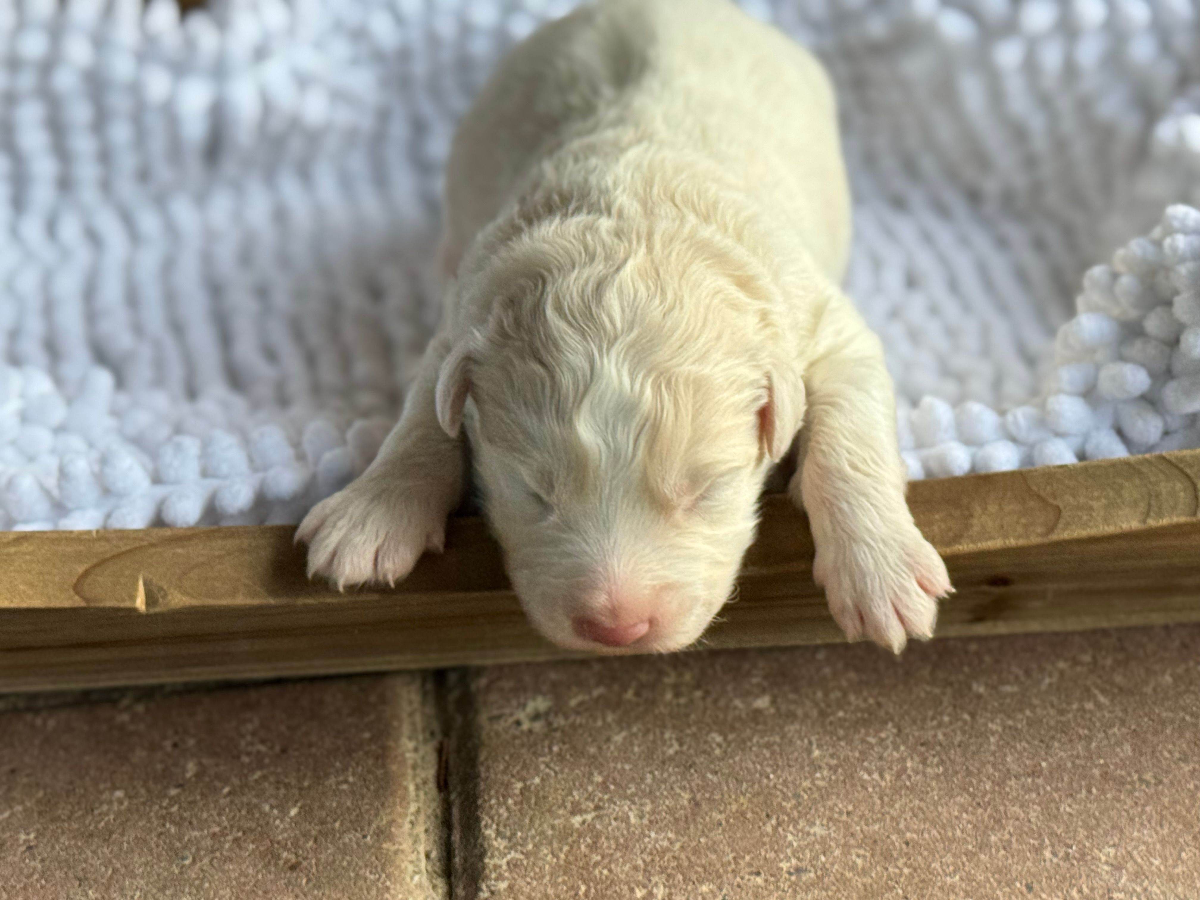 Finn – Australian Shepherd puppy for sale in Fork, SC