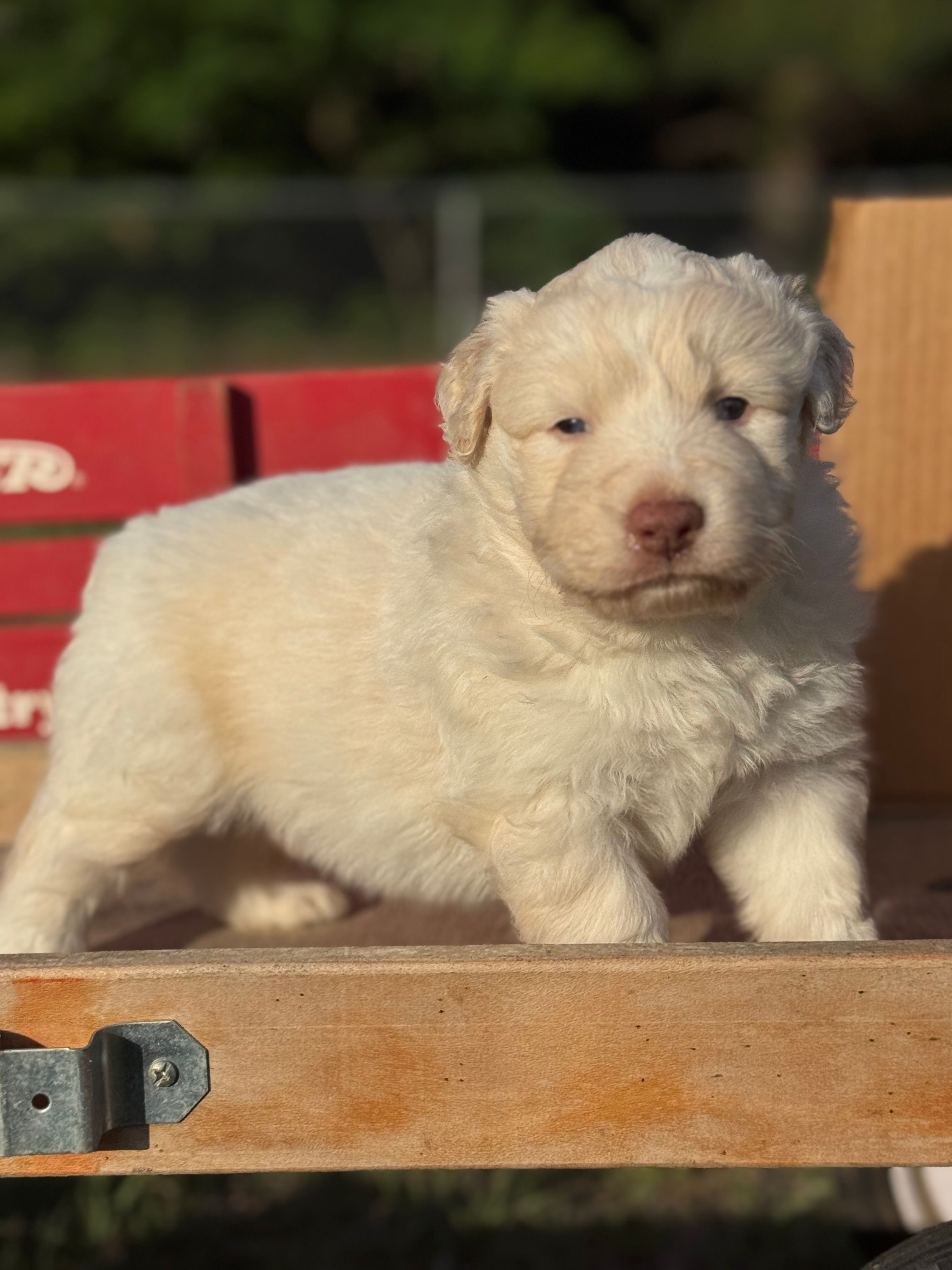 Finn – Australian Shepherd puppy for sale in Fork, SC