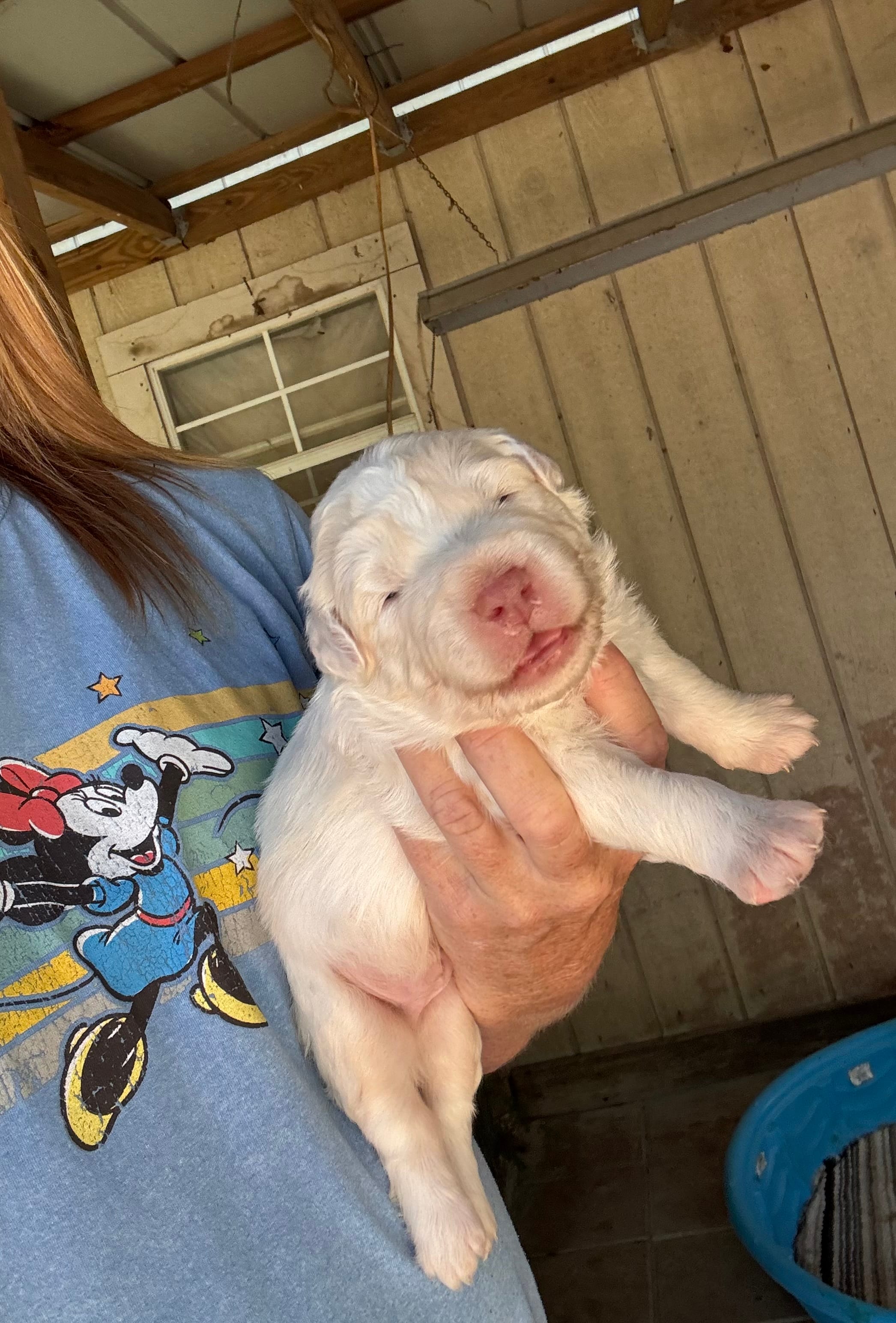 Finn – Australian Shepherd puppy for sale in Fork, SC
