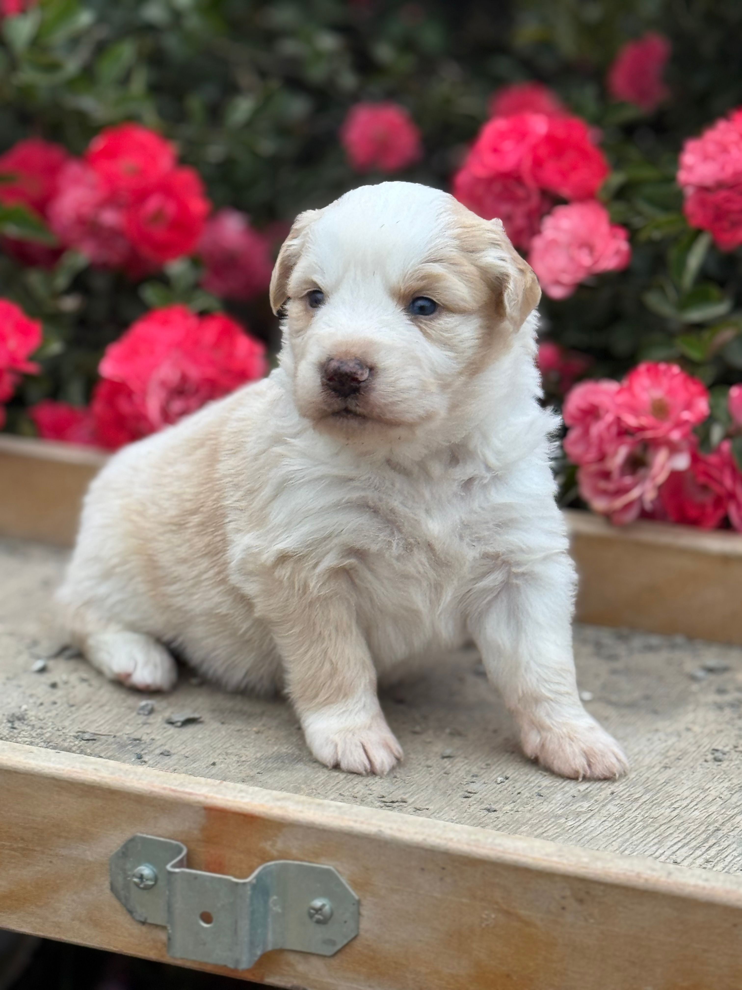 Bumper – Australian Shepherd puppy for sale in Fork, SC
