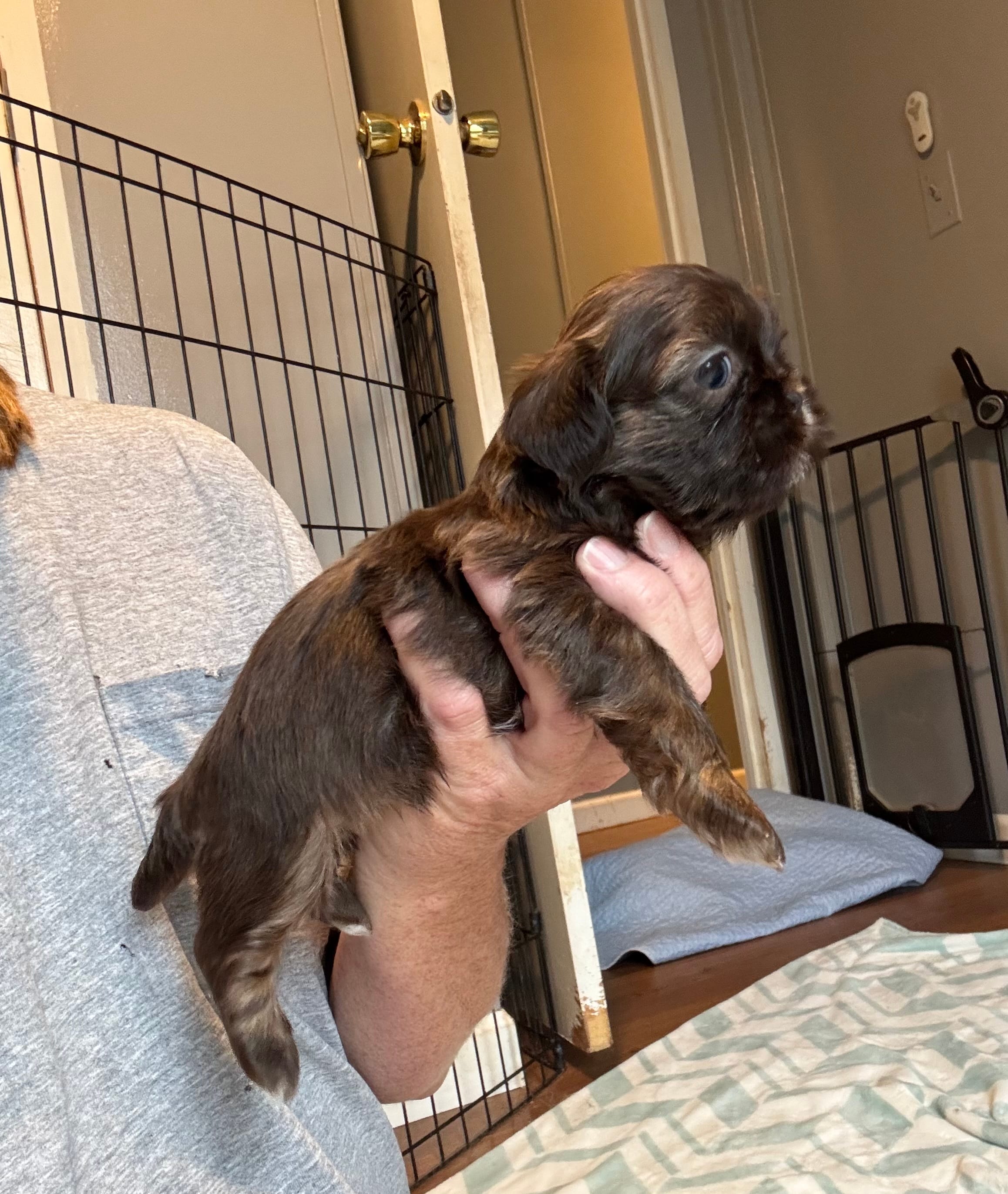 Shihtzu  – Shih Tzu puppy for sale in Fork, SC