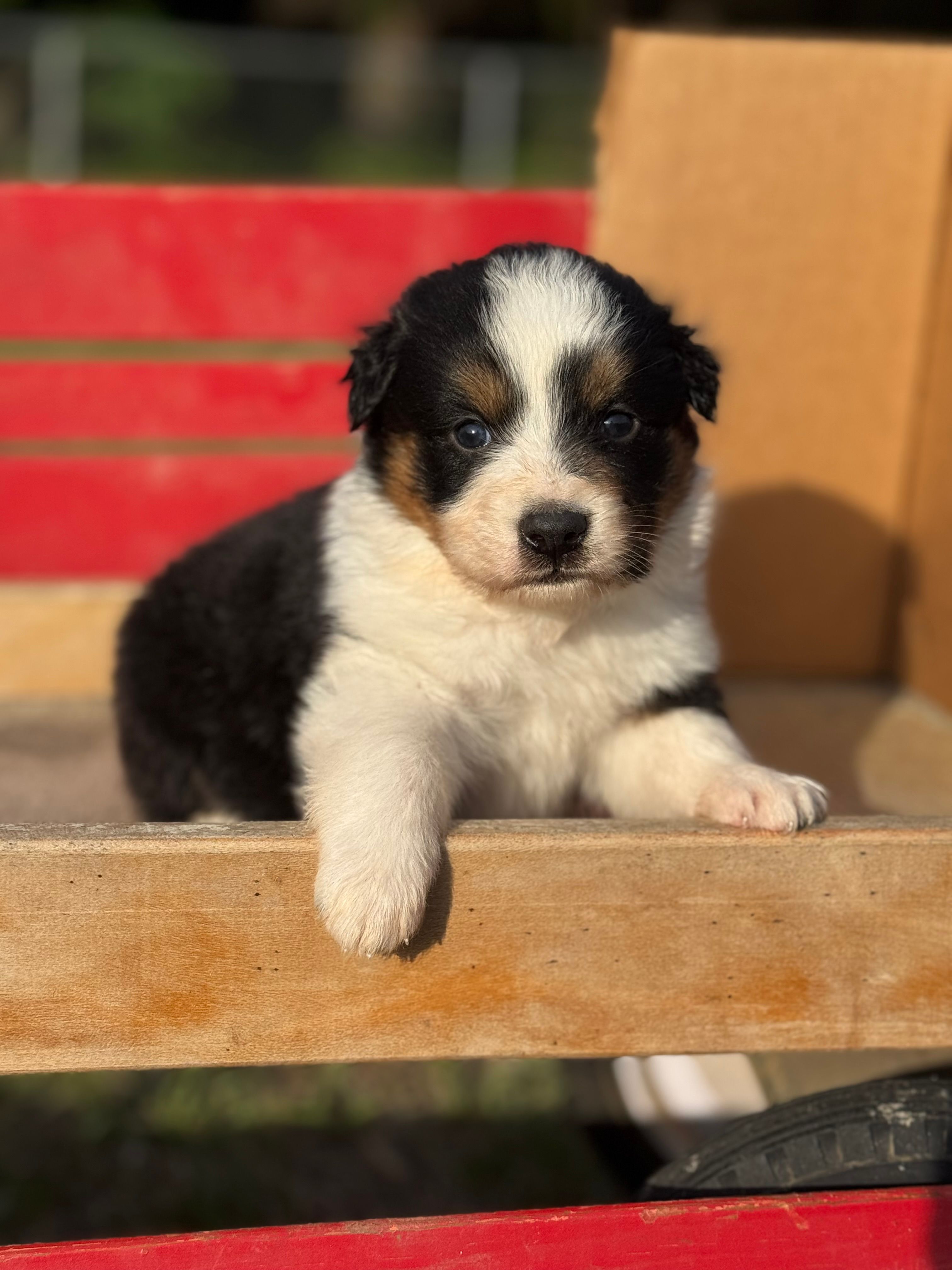 Poppy – Australian Shepherd puppy for sale in Fork, SC