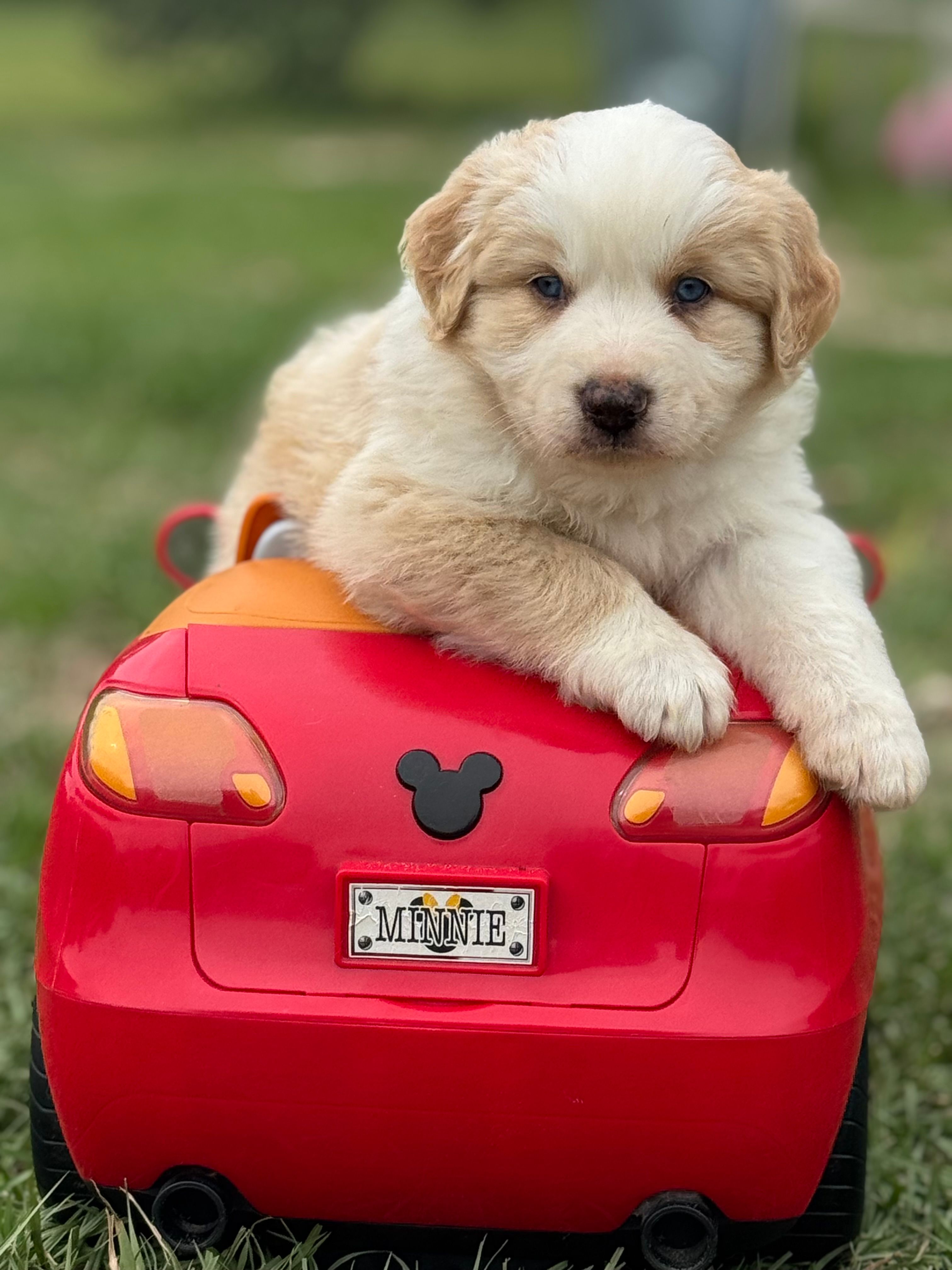 Bumper – Australian Shepherd puppy for sale in Fork, SC
