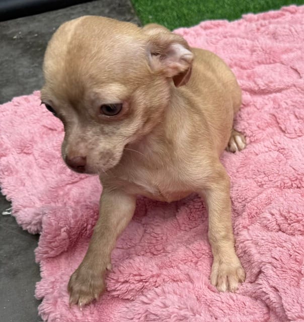 Lizzie – Chihuahua puppy for sale in Homestead, FL