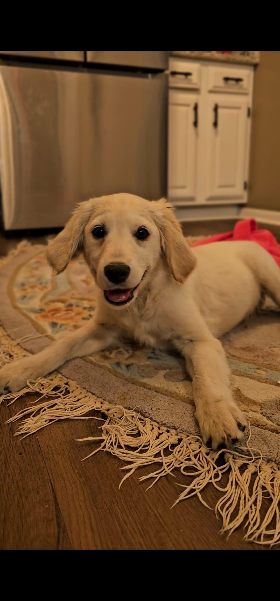 Sally – Miniature Golden Retriever puppy for sale in Wauconda, IL