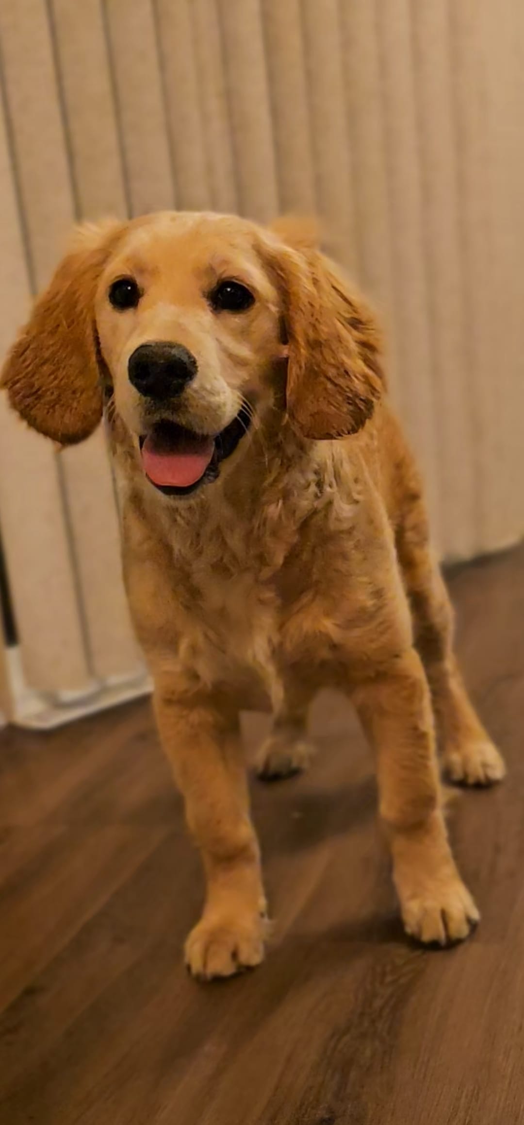 Daisy – Golden Retriever puppy for sale in Chicago, IL