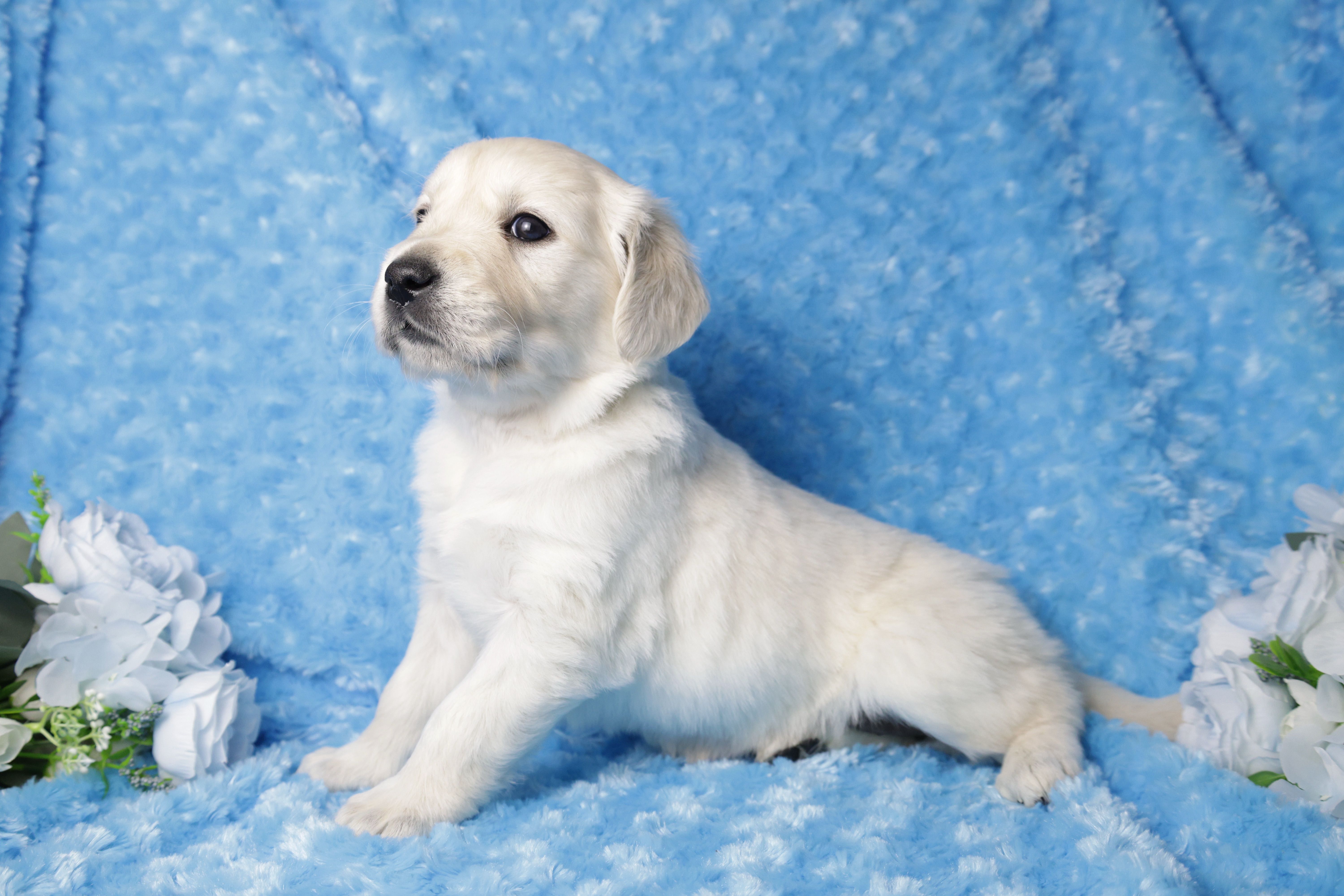 4th Pick Female - Health Tested Parents -AKC – English Cream Golden Retriever puppy for sale in Pasadena, MD