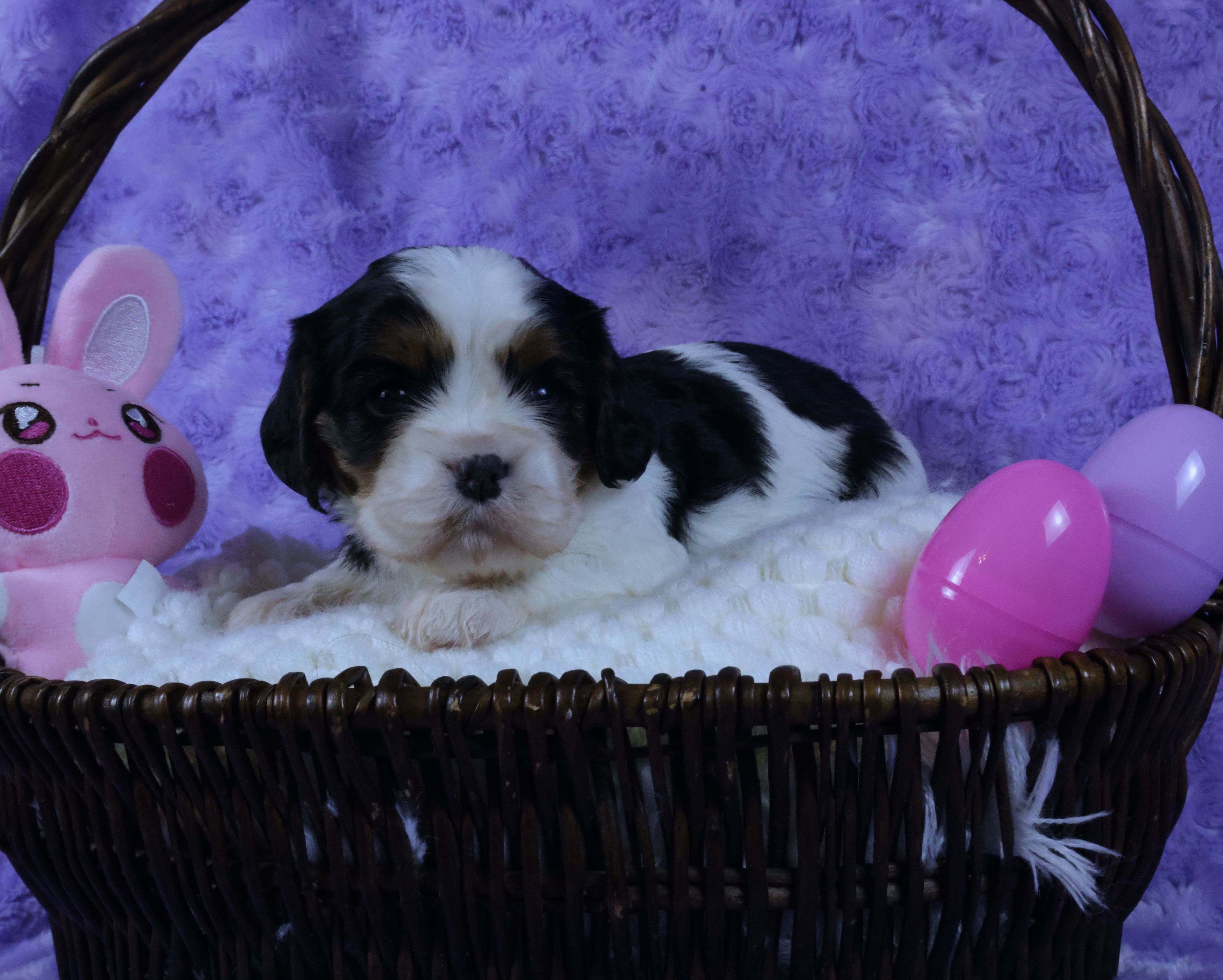 Looking for a Guardian/Foster must be in  Maryland – Cavalier King Charles Spaniel puppy for sale in Pasadena, MD