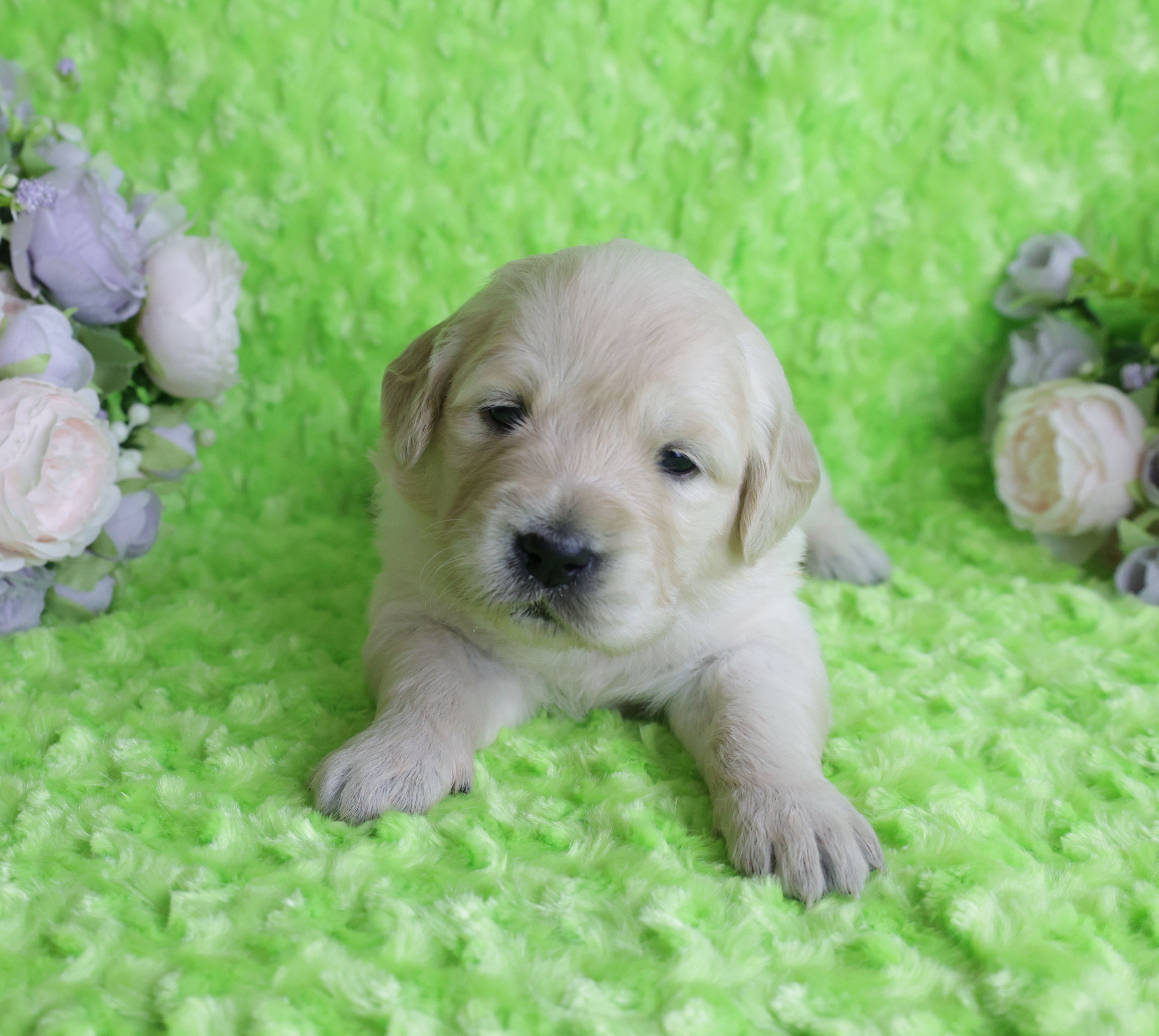 4th Pick Male-Health Tested Parents -AKC – English Cream Golden Retriever puppy for sale in Pasadena, MD