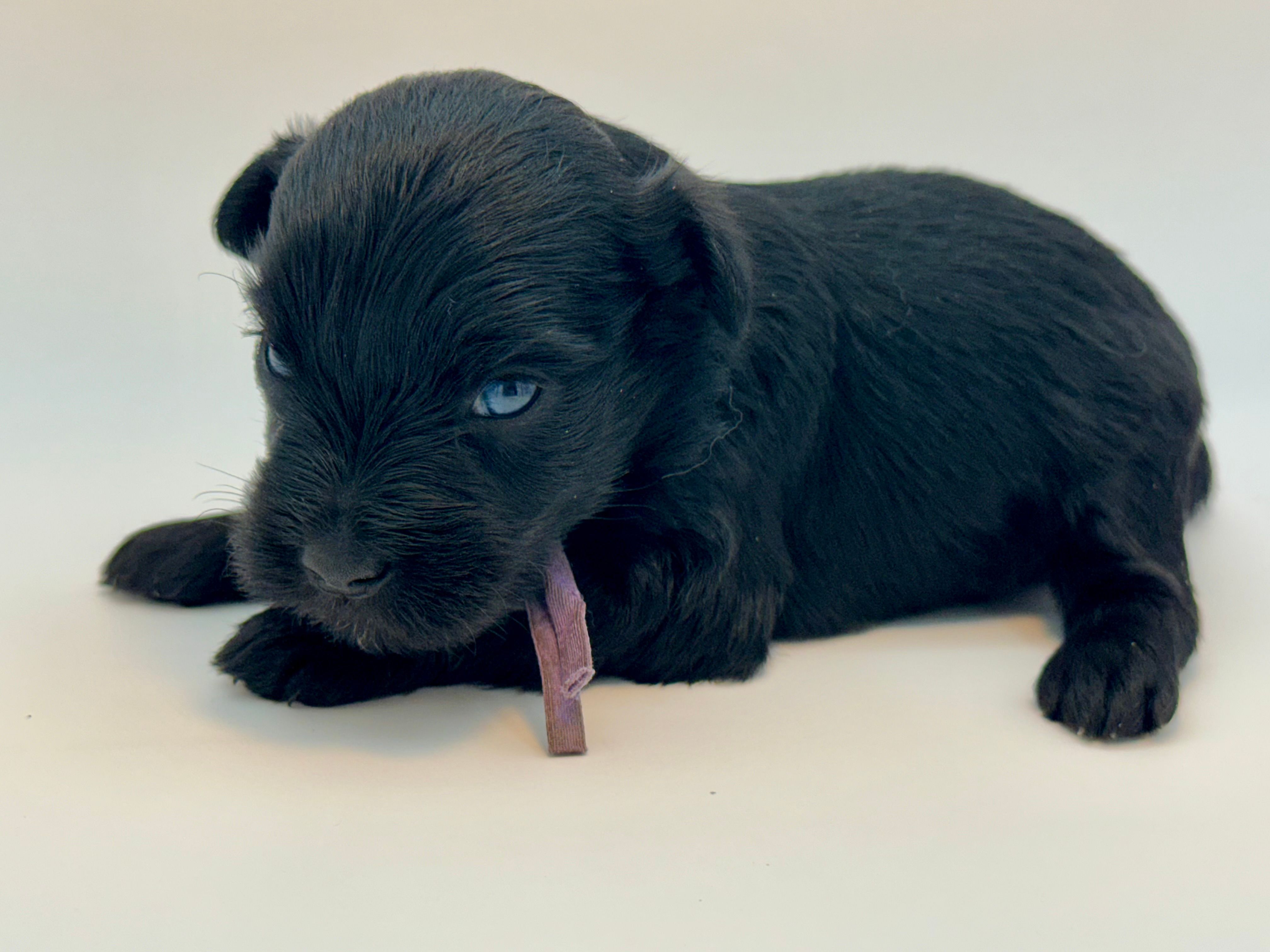 Misty-Toy size with Blue eyes – Miniature Schnauzer puppy for sale in Marquez, TX