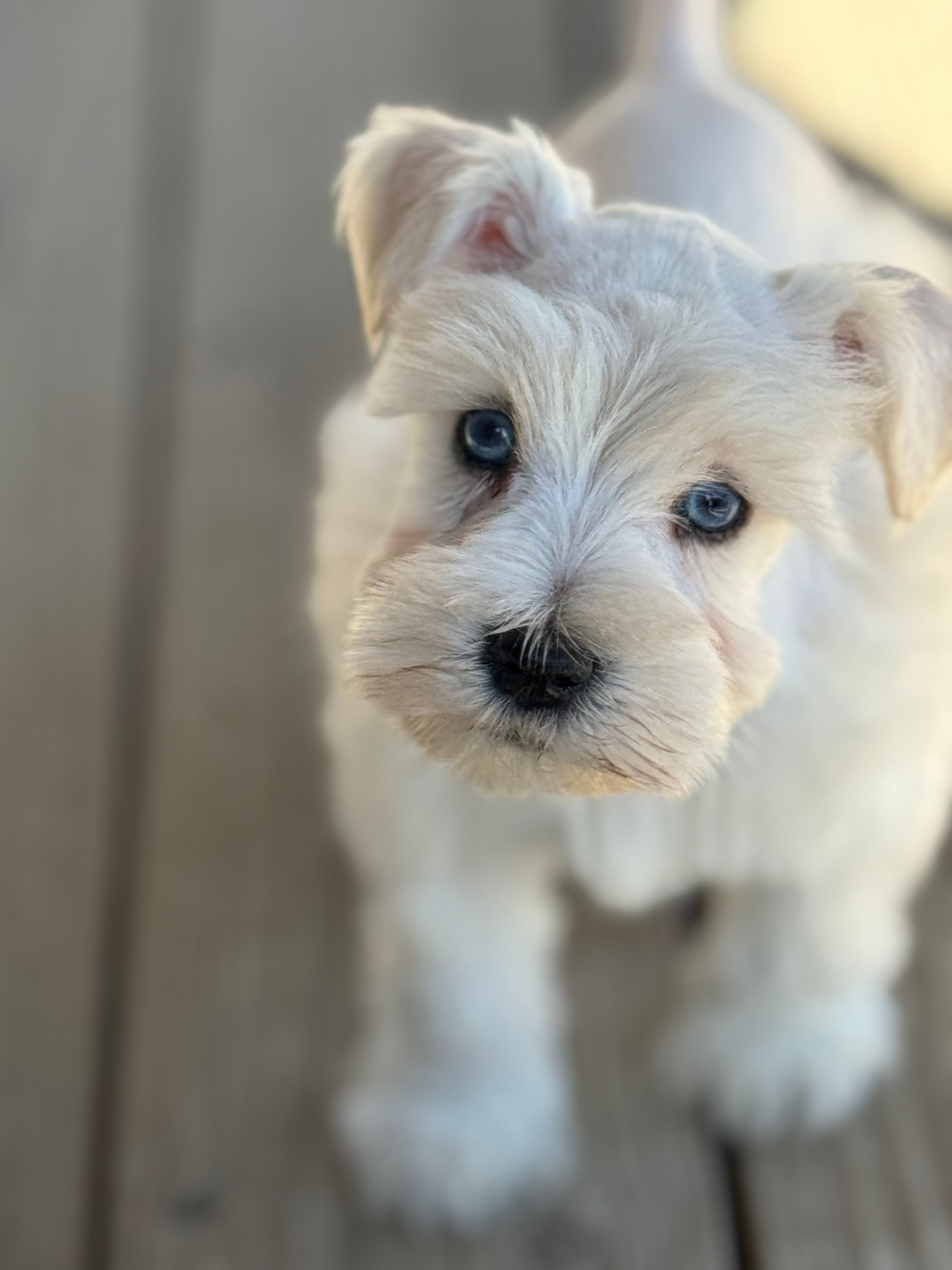 Mr Frost – Miniature Schnauzer puppy for sale in Marquez, TX
