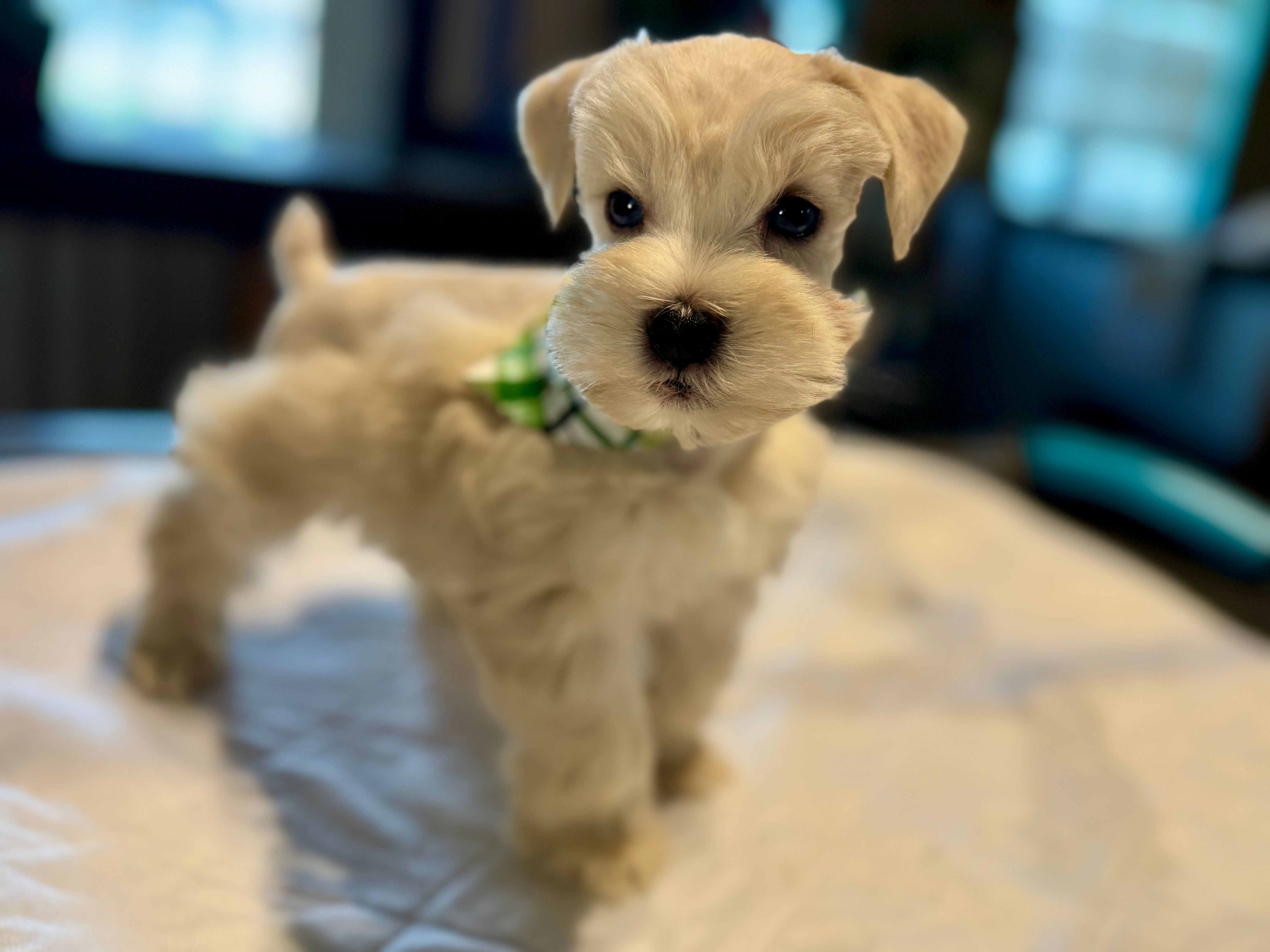 Mr Sleet – Miniature Schnauzer puppy for sale in Marquez, TX