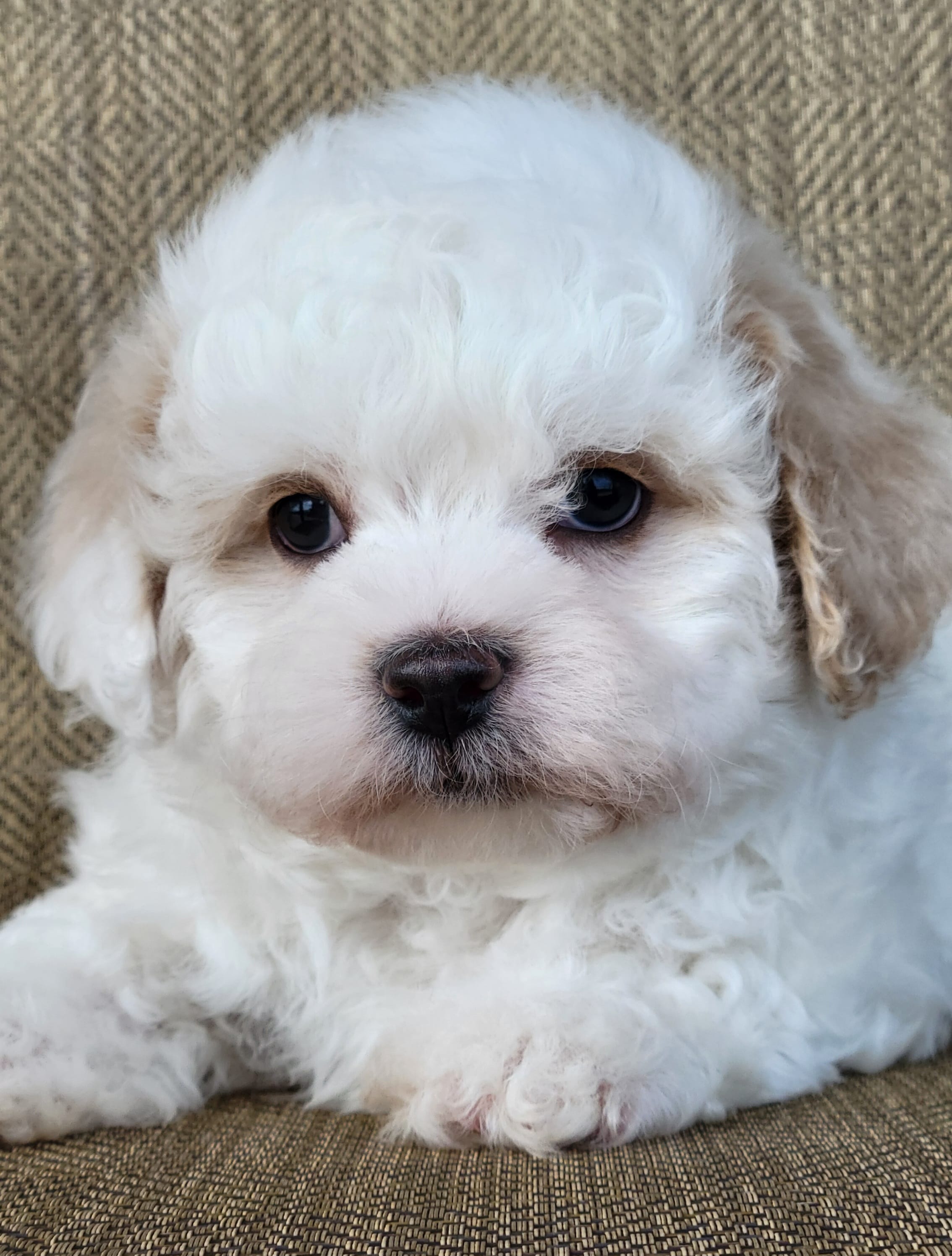 Noah – Shichon puppy for sale in Limestone, TN