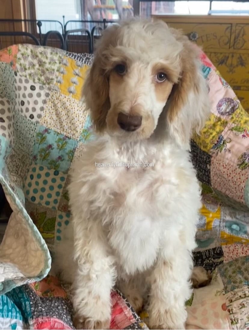 PIERRE  – Poodle - Standard  puppy for sale in Charlo, MT