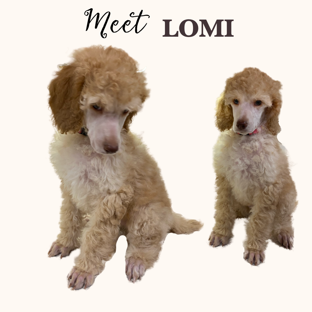 LOMI  – Poodle - Standard  puppy for sale in Charlo, MT