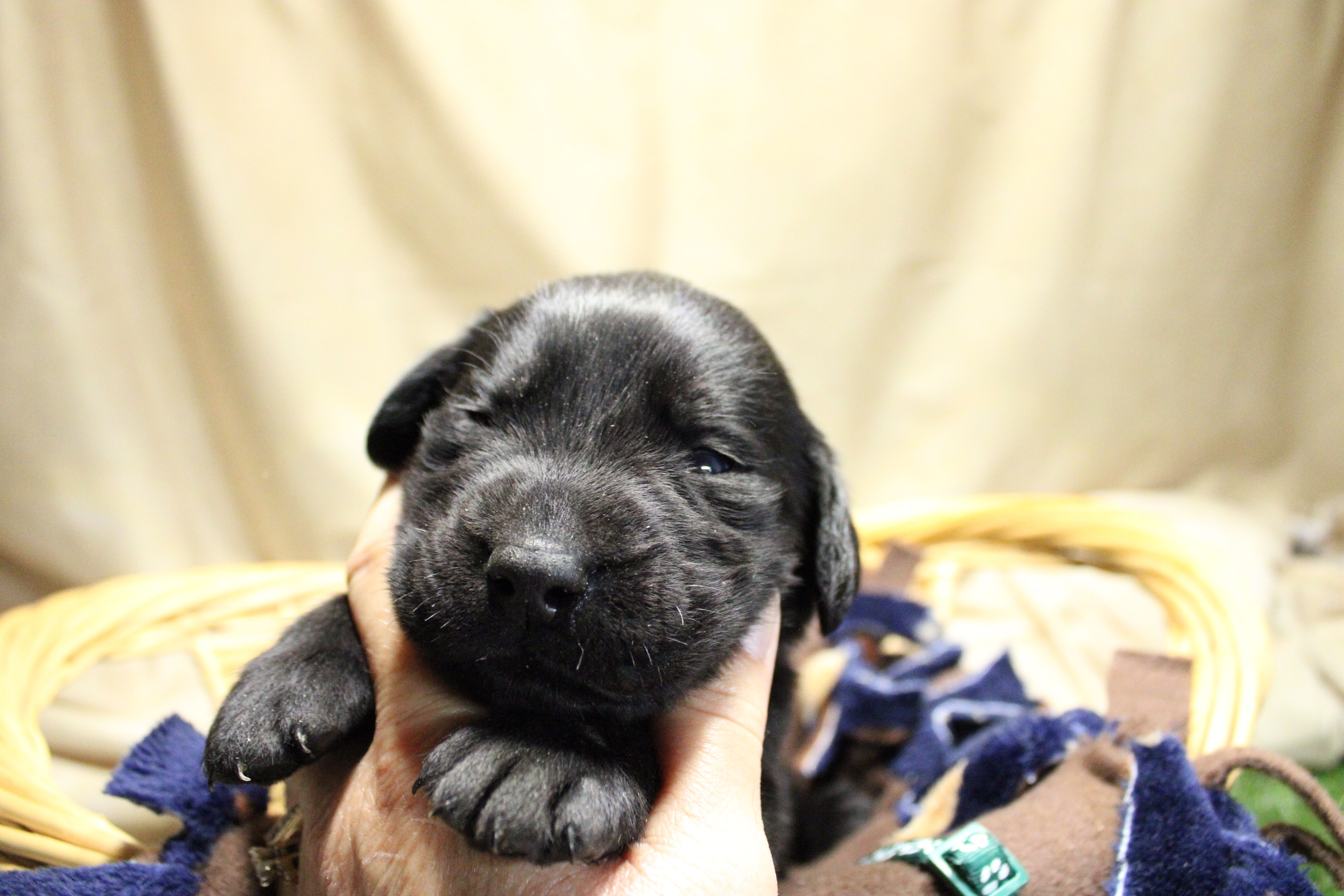 Dark Green Collar – Labrador Retriever puppy for sale in Viola, IL