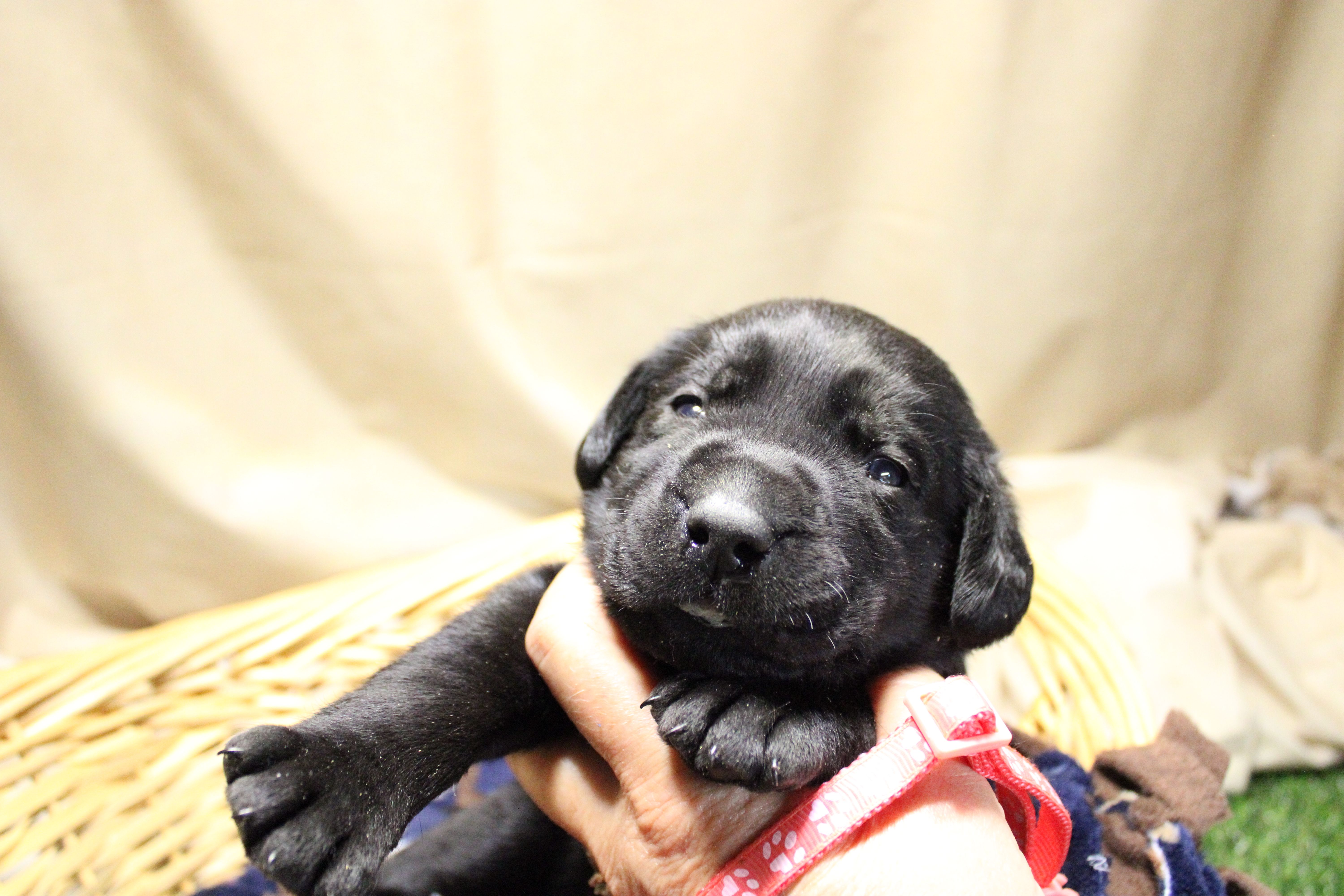 Peach Collar – Labrador Retriever puppy for sale in Viola, IL