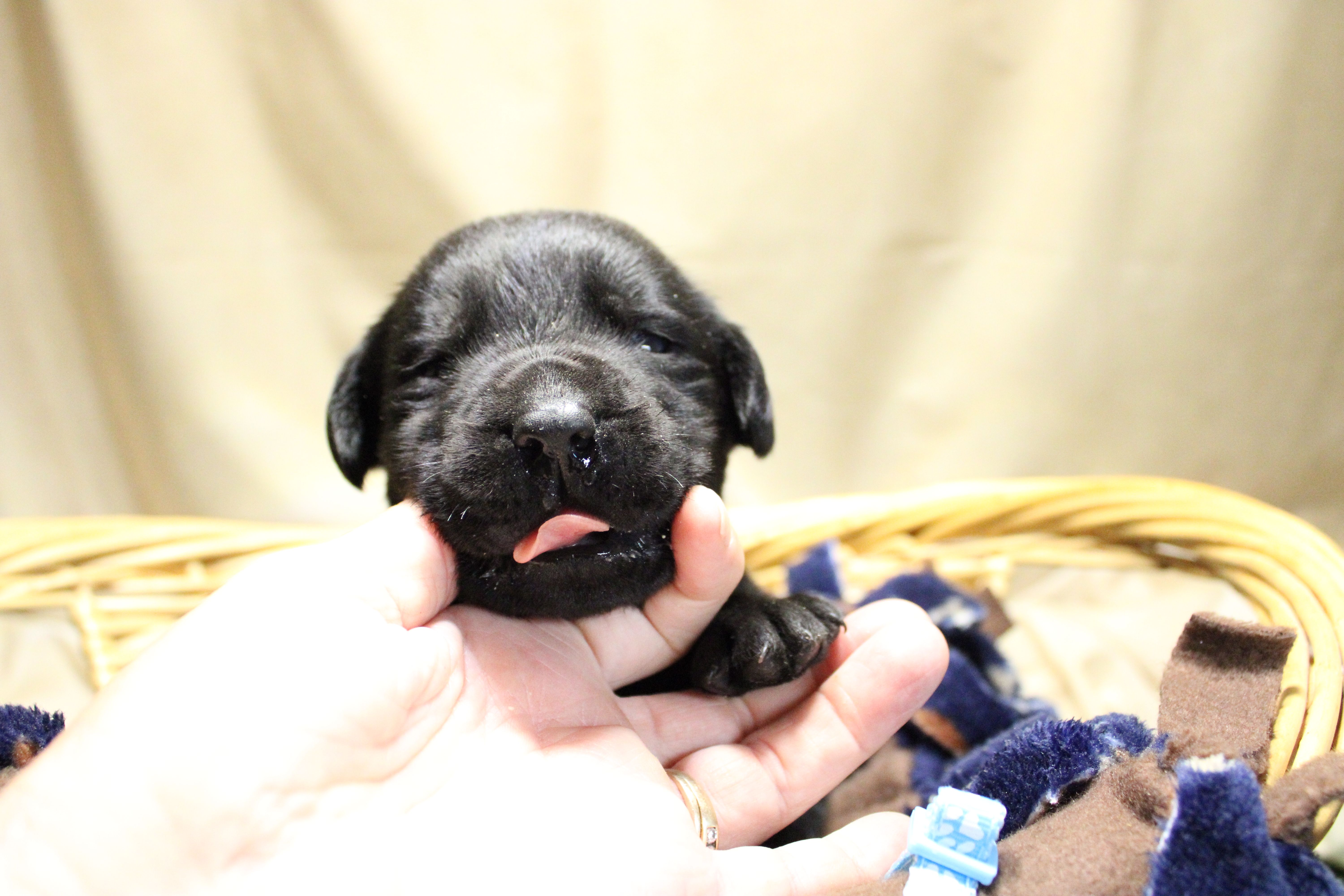 Light Blue Collar – Labrador Retriever puppy for sale in Viola, IL
