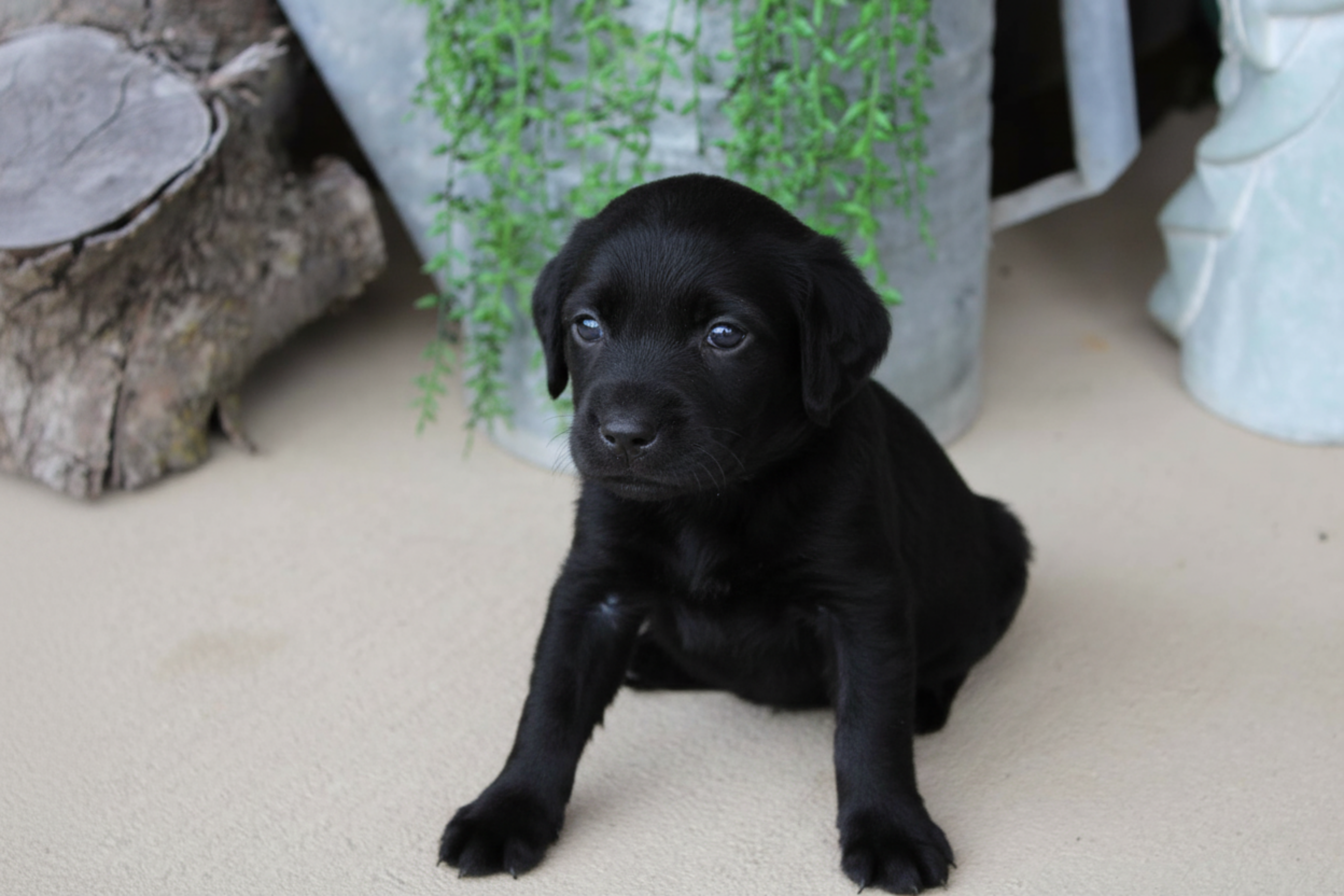 Dark Purple Collar – Labrador Retriever puppy for sale in Viola, IL
