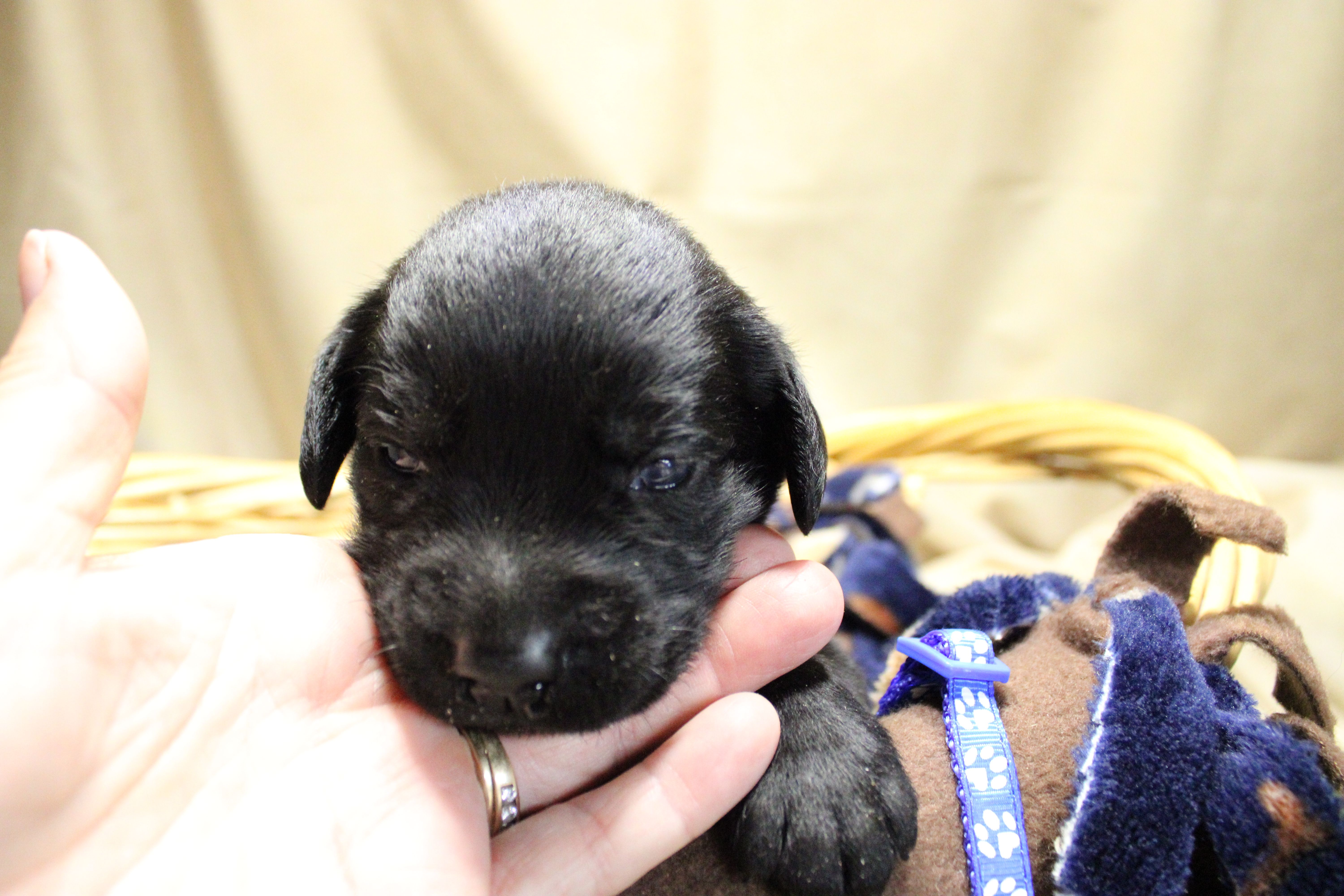 Dark Blue Collar – Labrador Retriever puppy for sale in Viola, IL