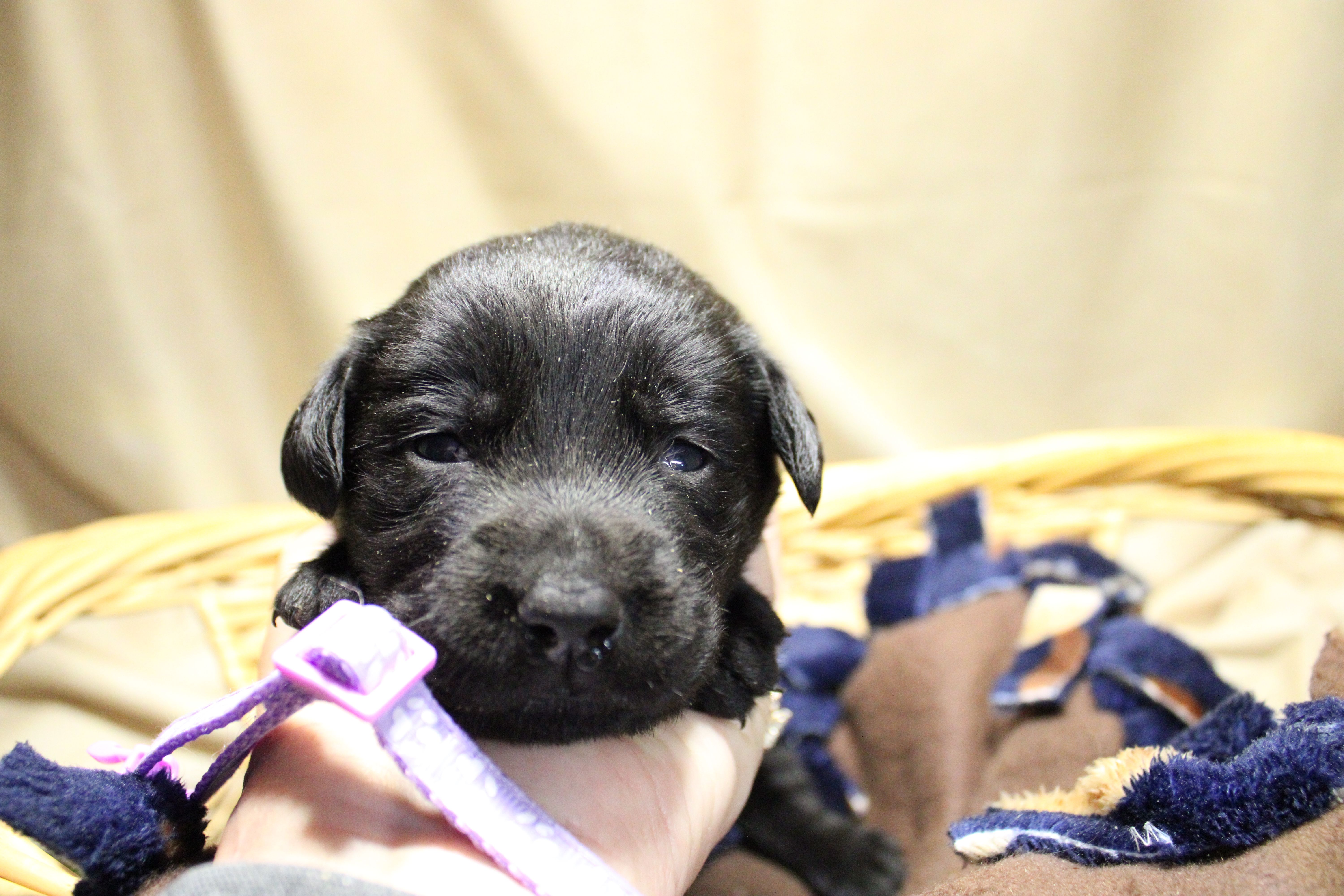 Light Purple Collar – Labrador Retriever puppy for sale in Viola, IL