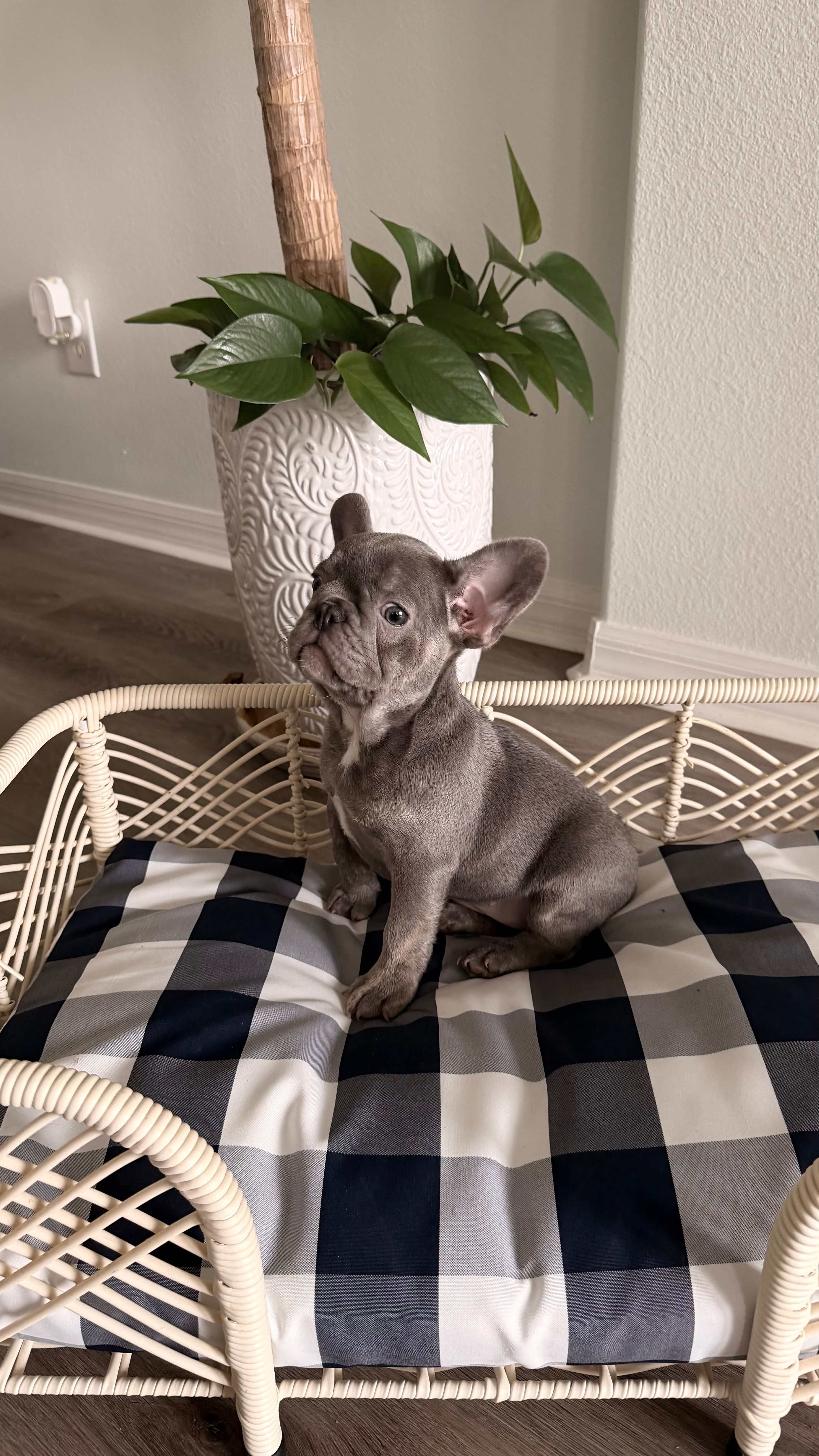Kelly – French Bulldog puppy for sale in Minneola, FL