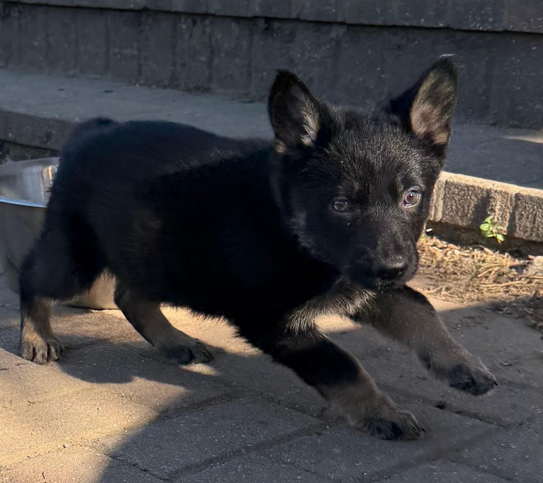 Green male  – German Shepherd Dog puppy for sale in Fishers, IN