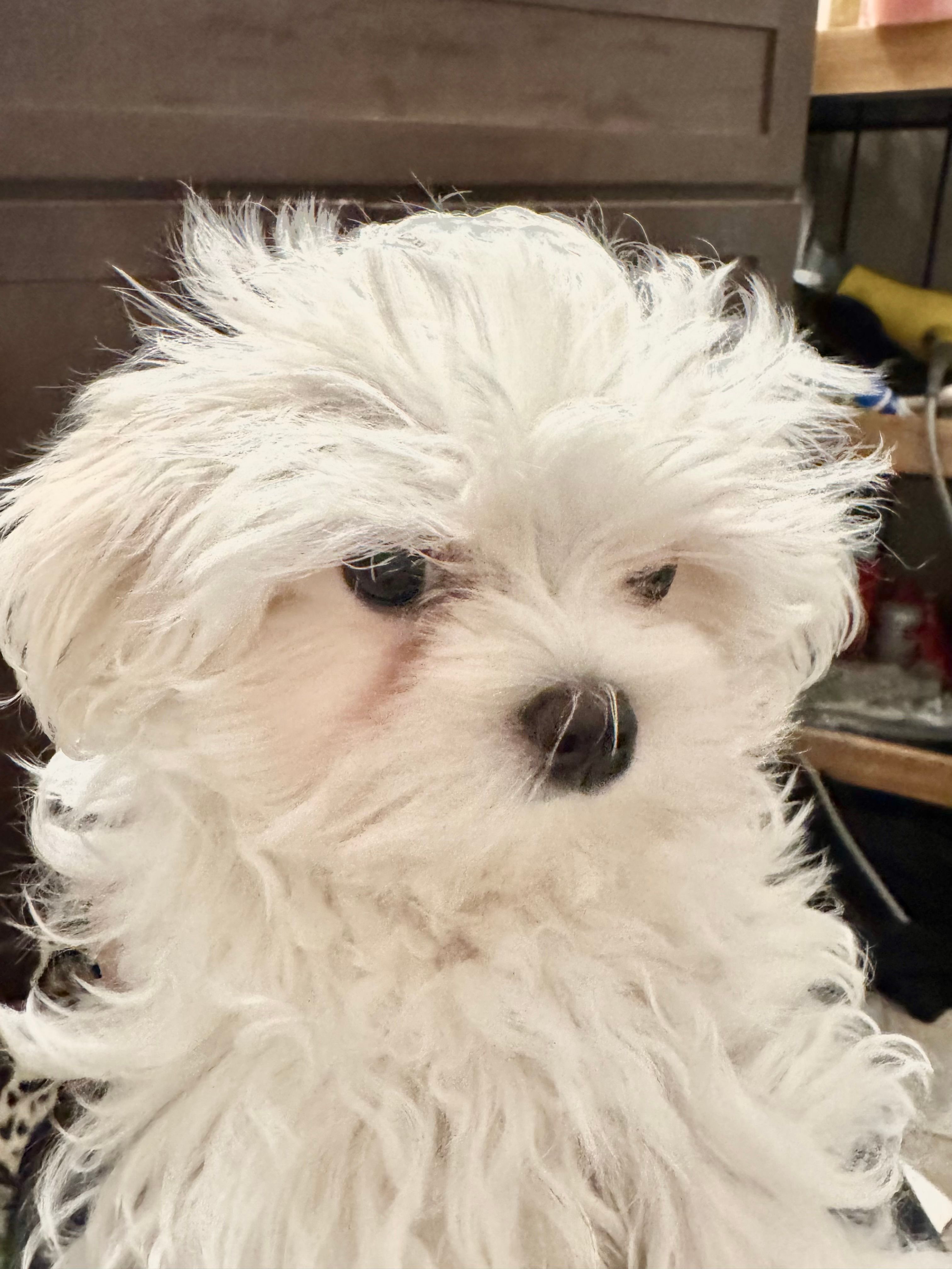 Korean Black Male – Maltese puppy for sale in Trinity, AL