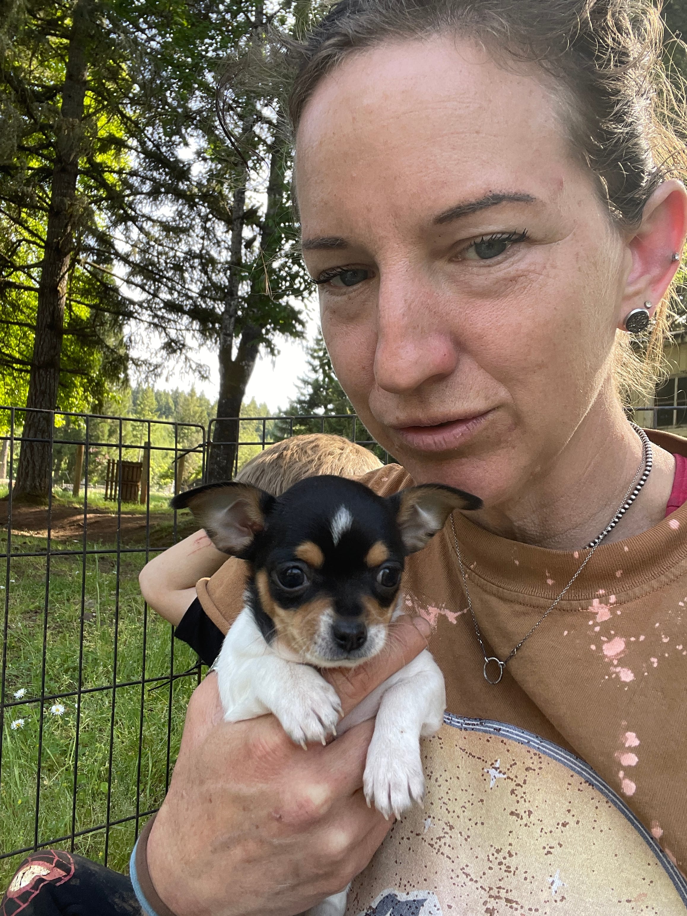 Pancake – Chihuahua puppy for sale in Dorena, OR