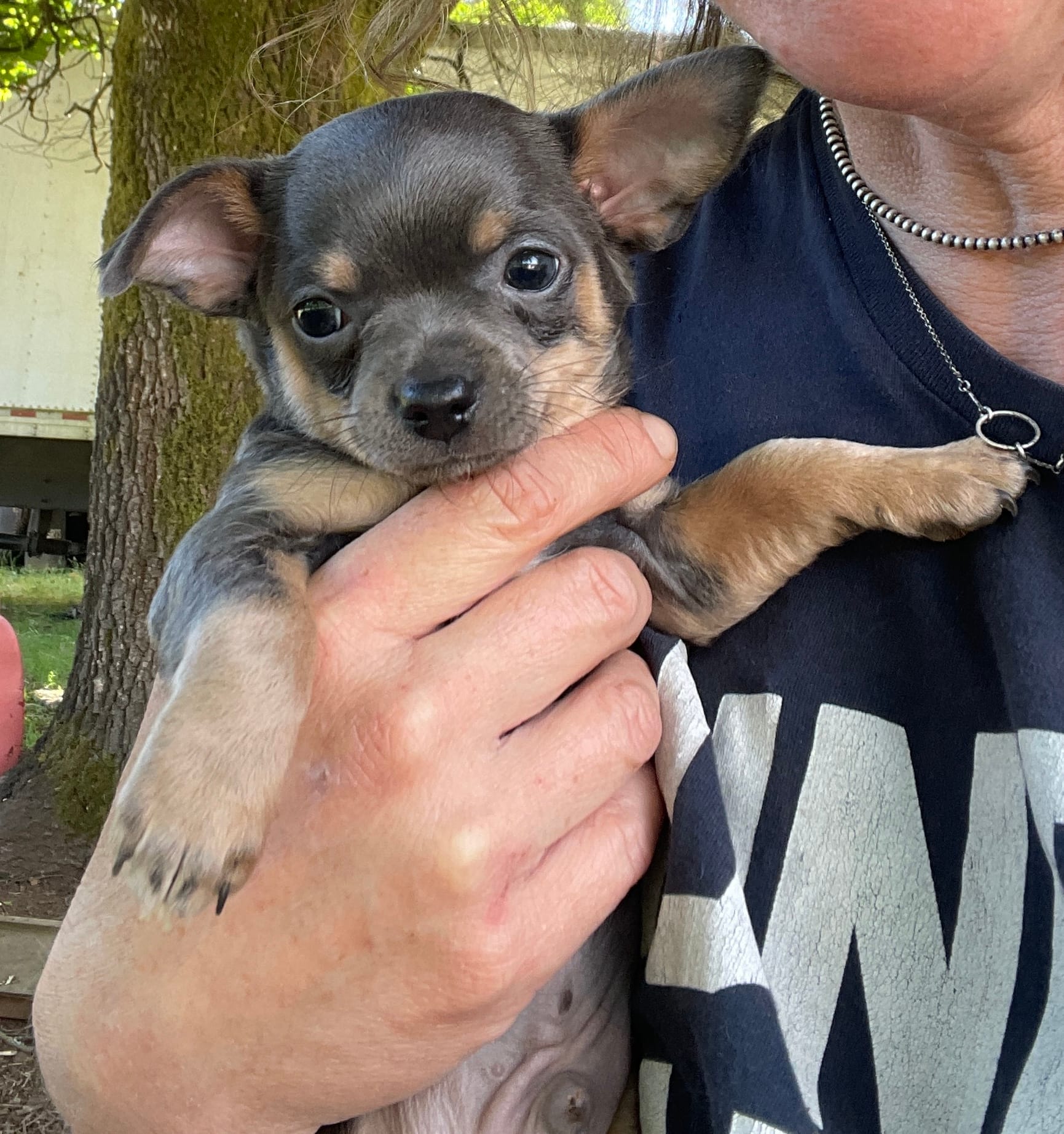 Sausage – Chihuahua puppy for sale in Dorena, OR