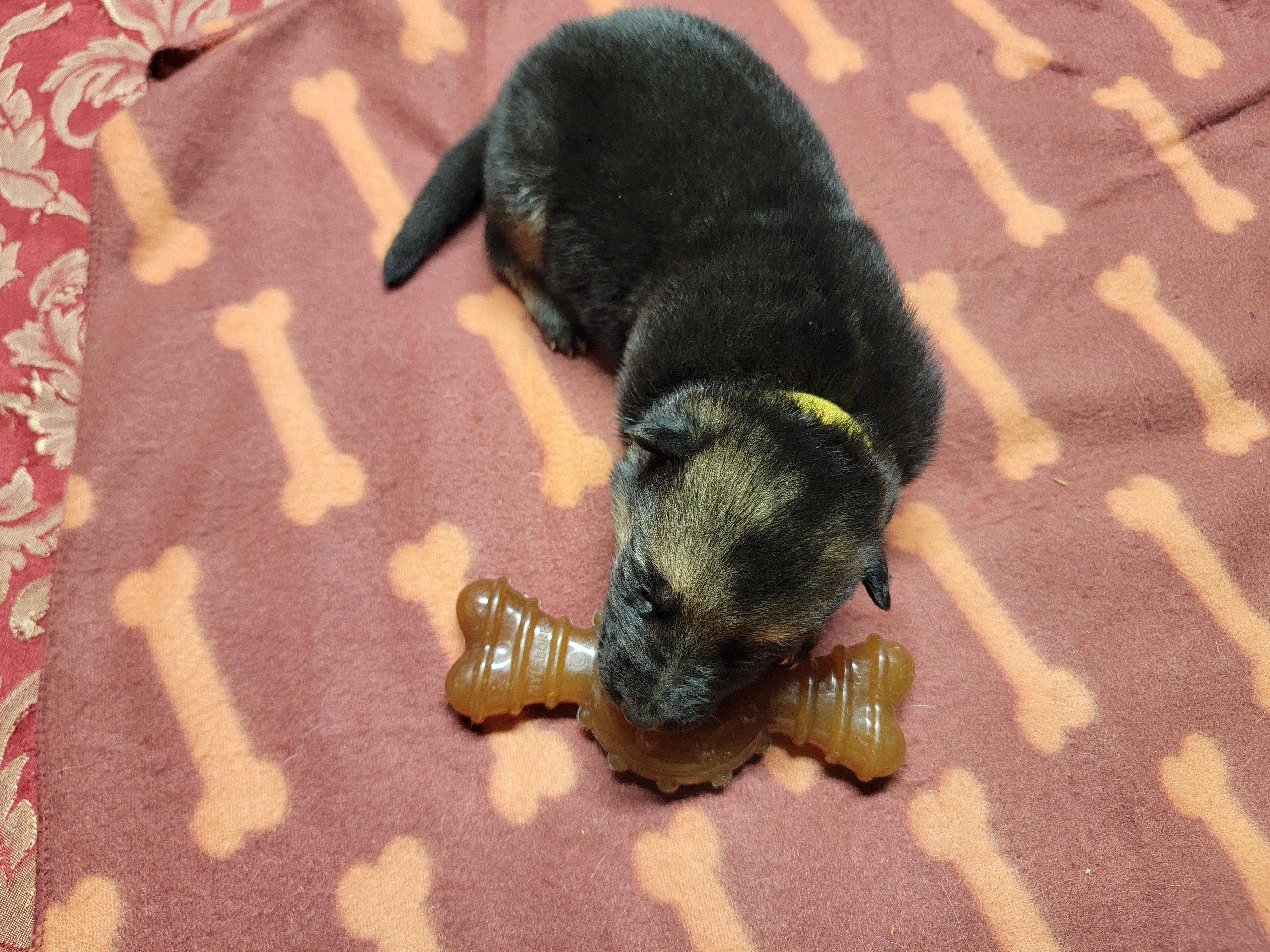 Ivy – German Shepherd Dog puppy for sale in Gaffney, SC