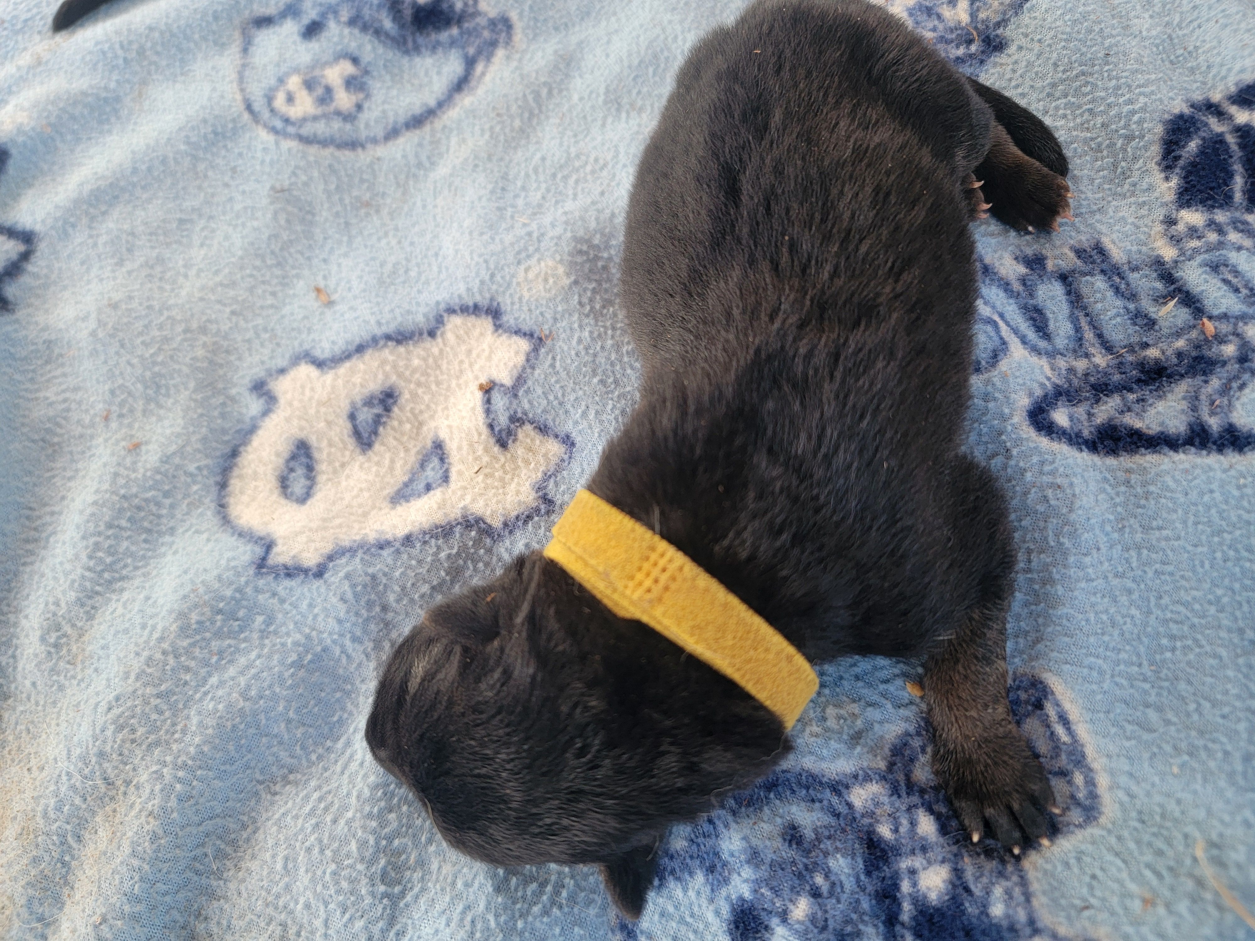 Zoe – German Shepherd Dog puppy for sale in Gaffney, SC