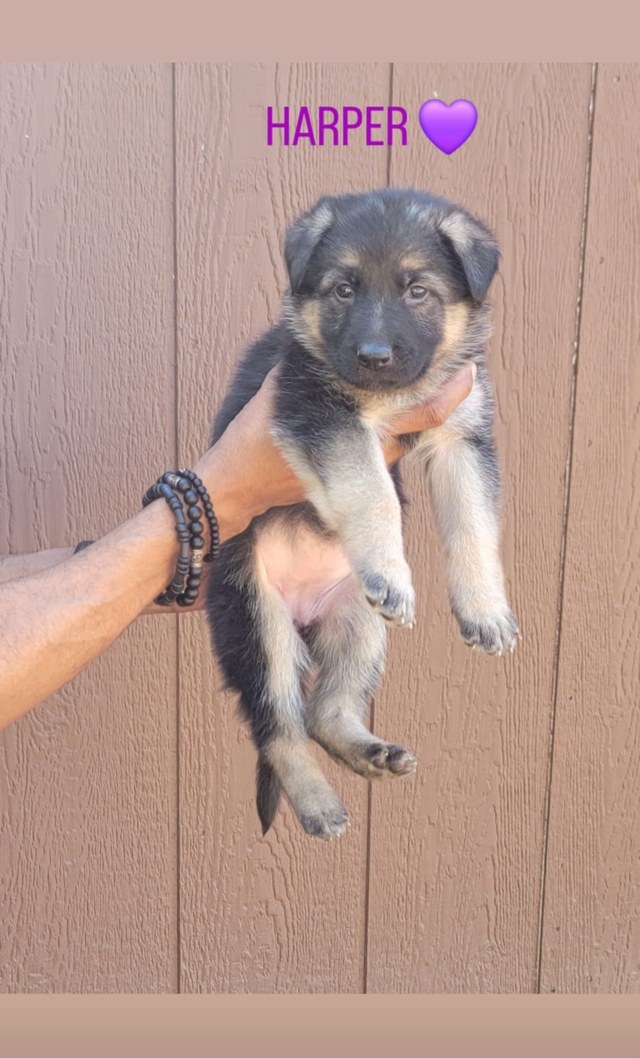 Harper – German Shepherd Dog puppy for sale in Gaffney, SC