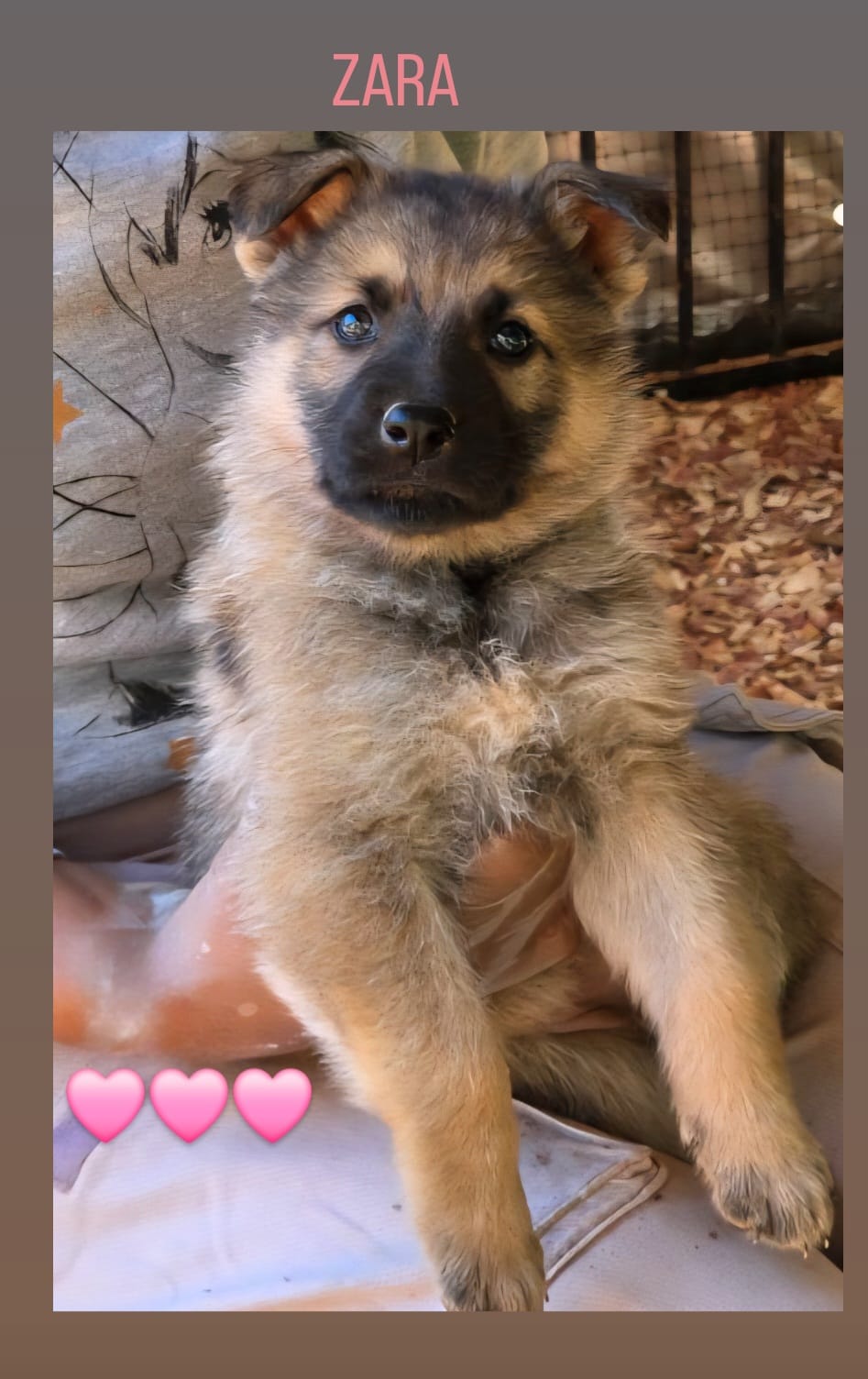 Zara – German Shepherd Dog puppy for sale in Gaffney, SC