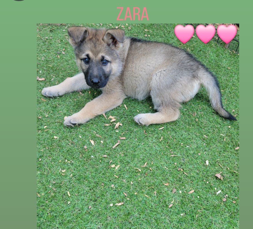 Zara – German Shepherd Dog puppy for sale in Gaffney, SC