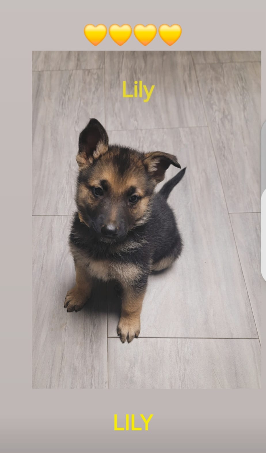 Lily – German Shepherd Dog puppy for sale in Gaffney, SC