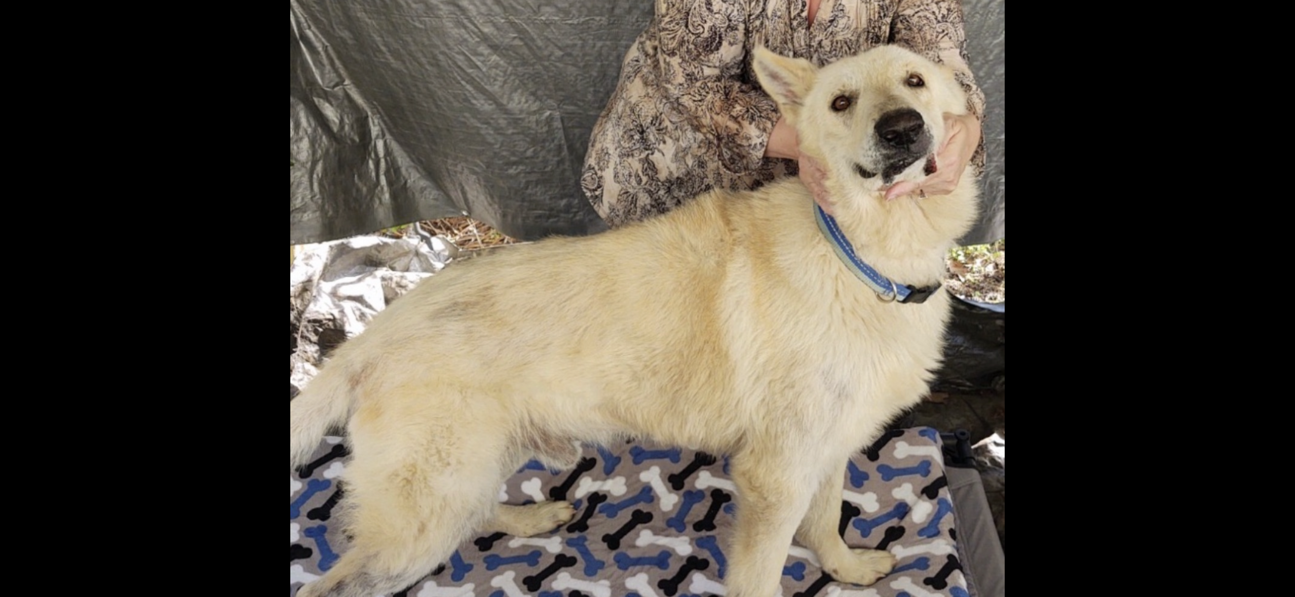 Big John – German Shepherd Dog puppy for sale in Anderson, SC