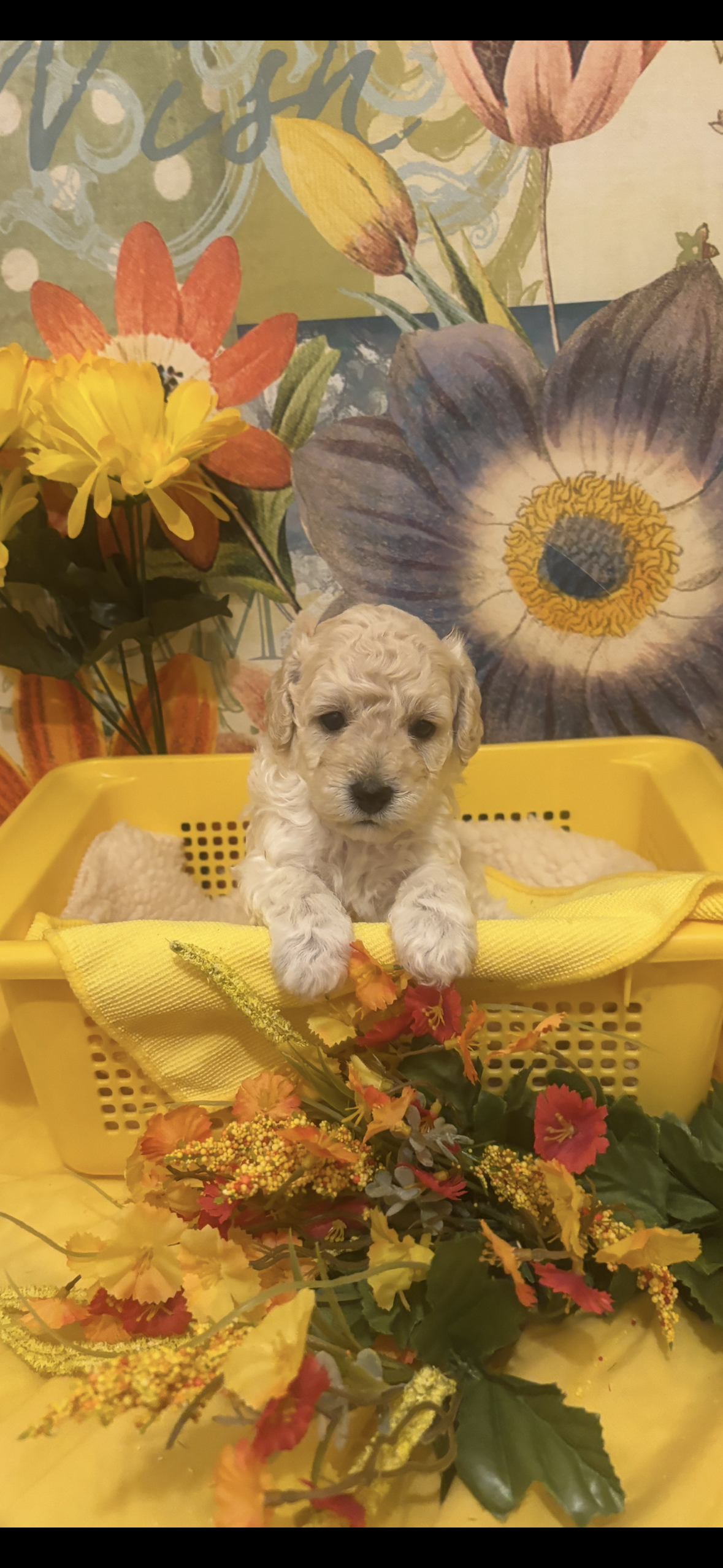 Snickers – Poodle - Toy  puppy for sale in Anderson, SC