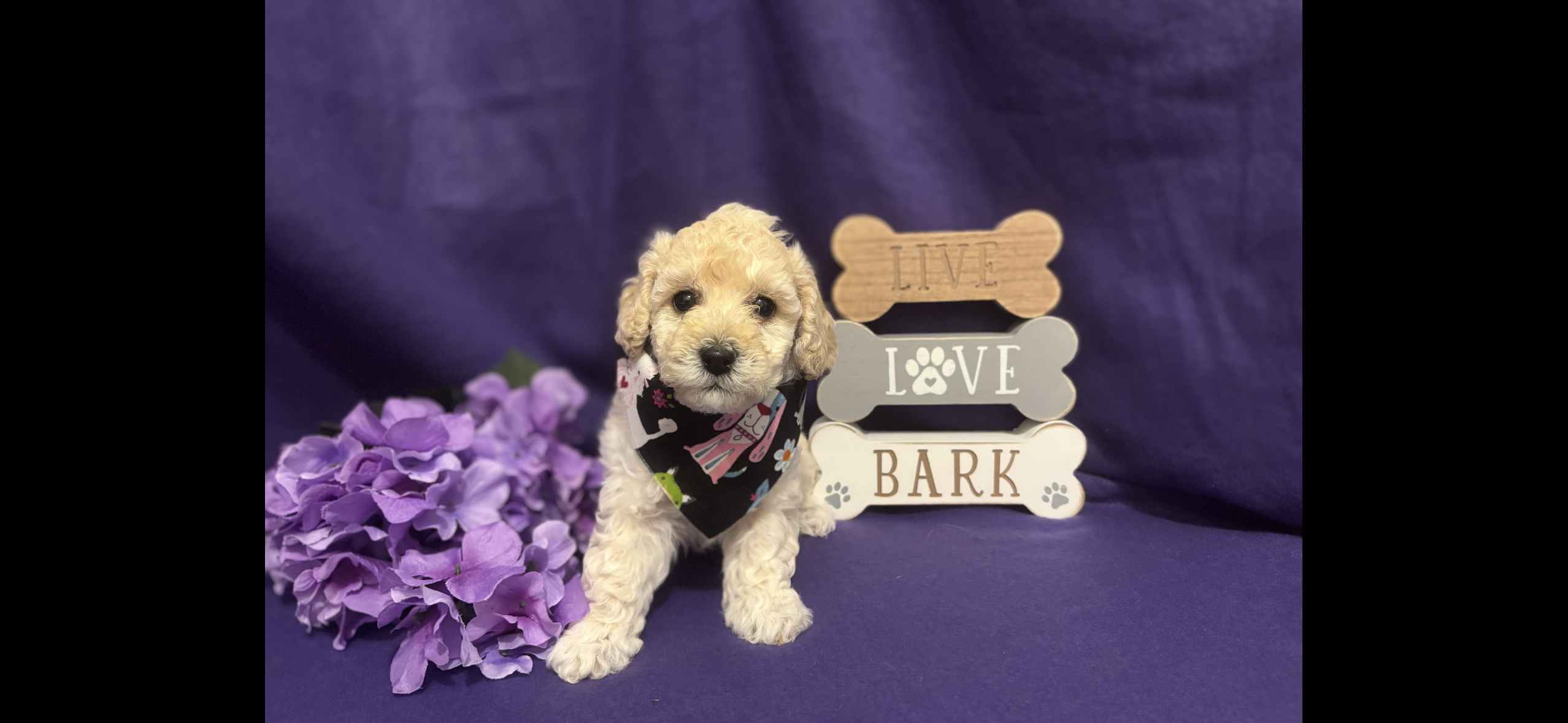Snickers – Poodle - Toy  puppy for sale in Anderson, SC