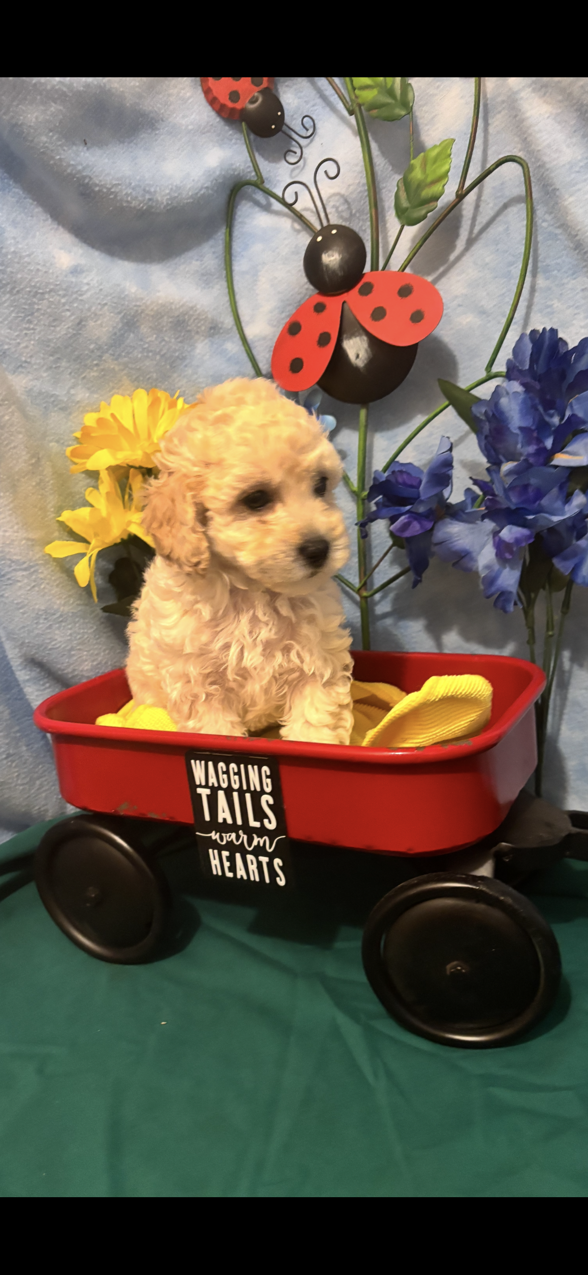Snickers – Poodle - Toy  puppy for sale in Anderson, SC