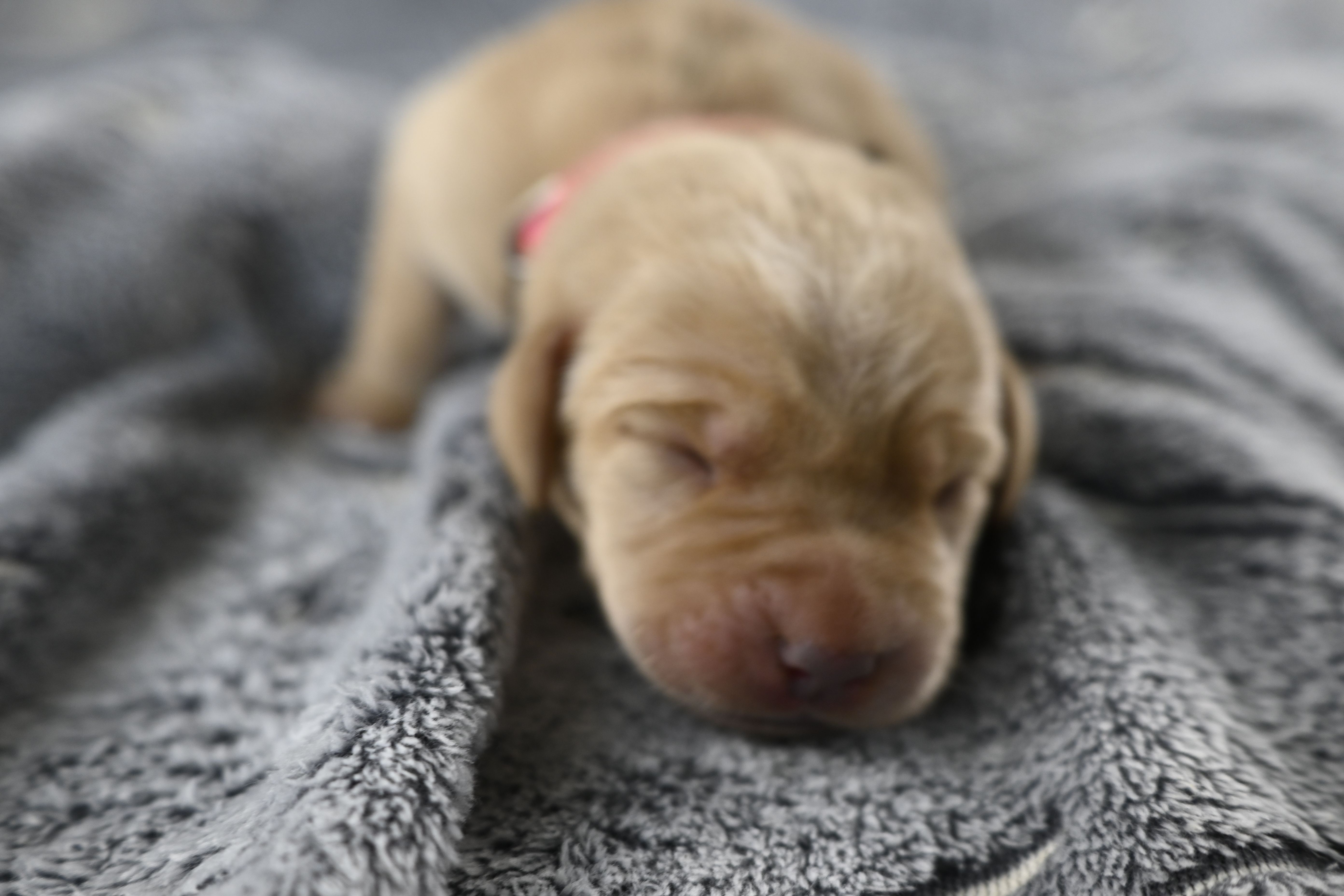 Pink Collar – Labrador Retriever puppy for sale in Elk, WA