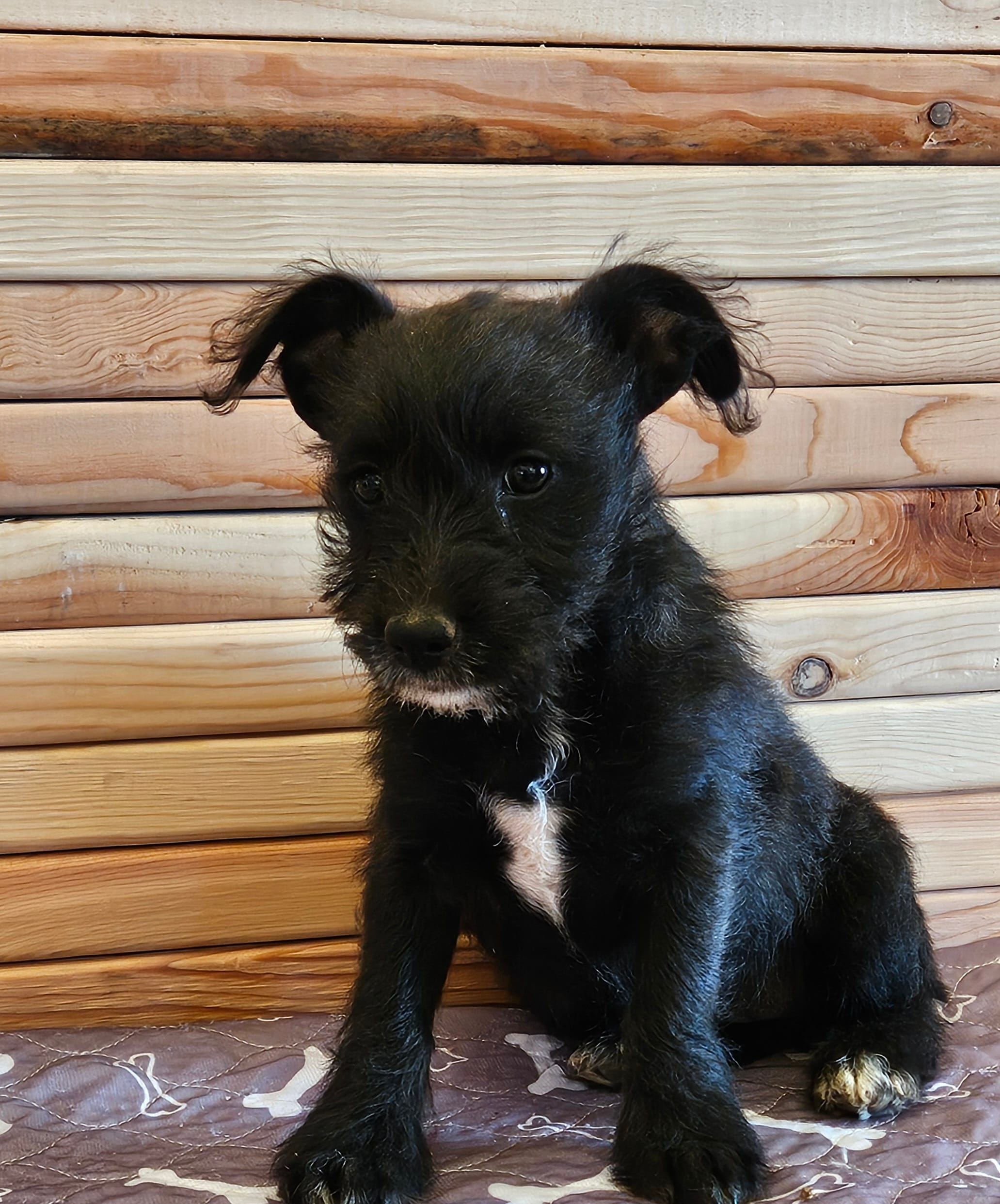 Lovey  – Miniature Schnauzer puppy for sale in Brownfield, TX